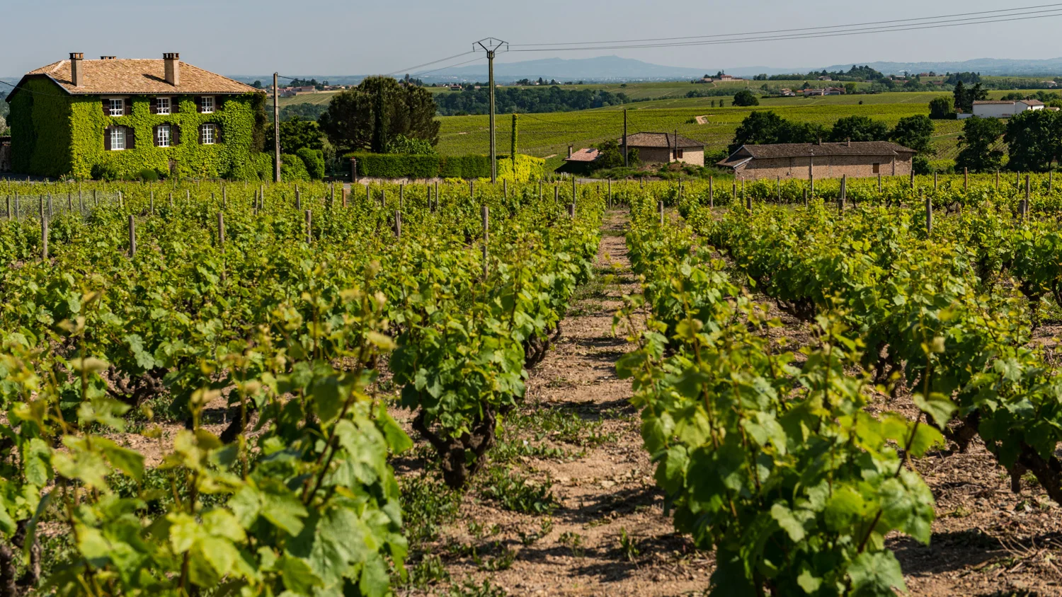 France : Beaujolais : Morgon