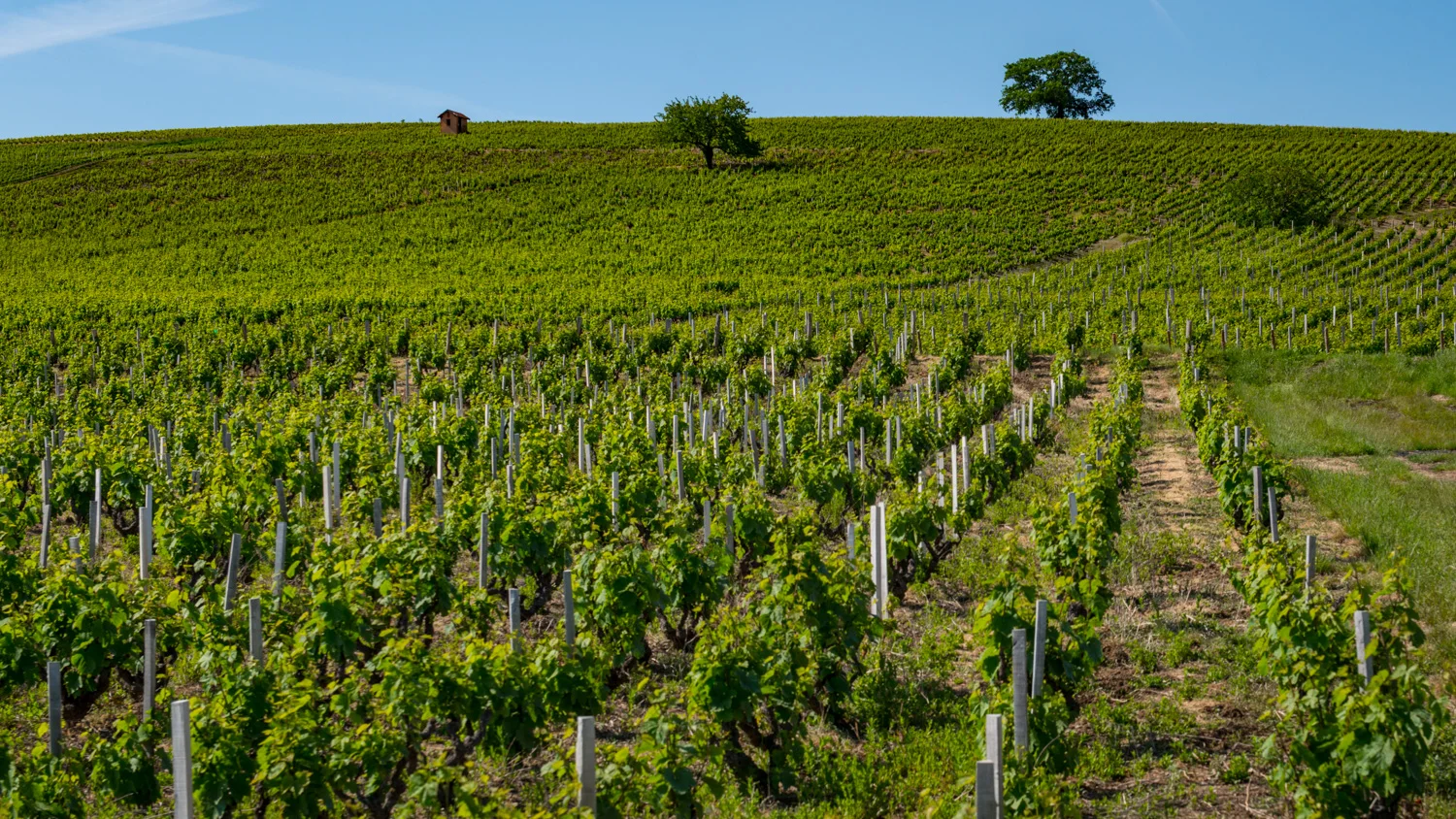 France : Beaujolais : Cote du Py in Morgon