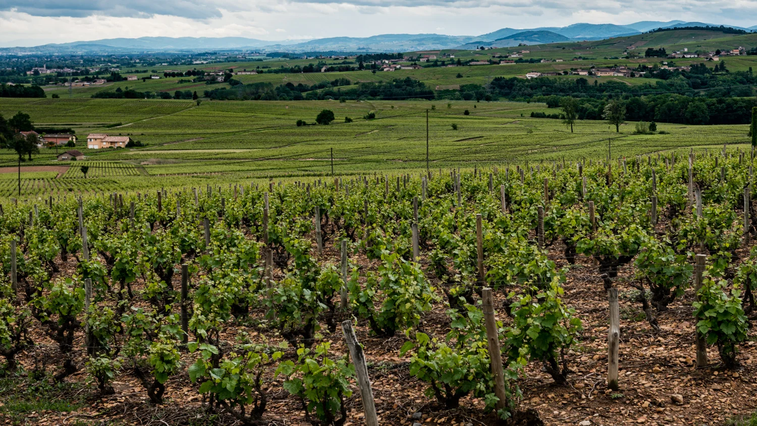 France : Beaujolais : Saint-Amour