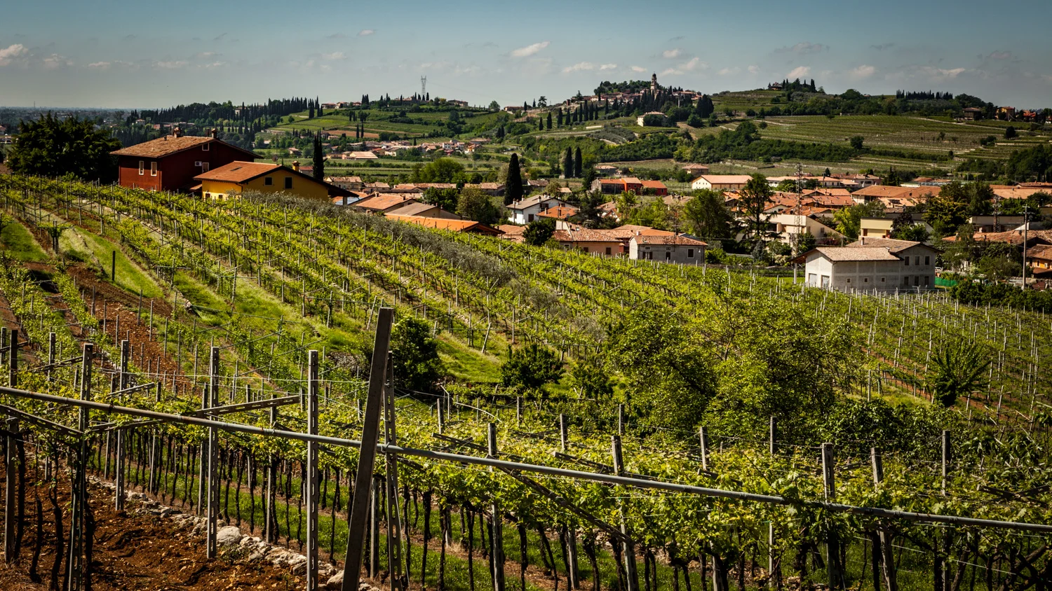 Italy : Veneto : Brigaldara's vineyards, San Pietro in Cariano