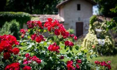 Scenery outside Cleto Chiarli's winery in Modena