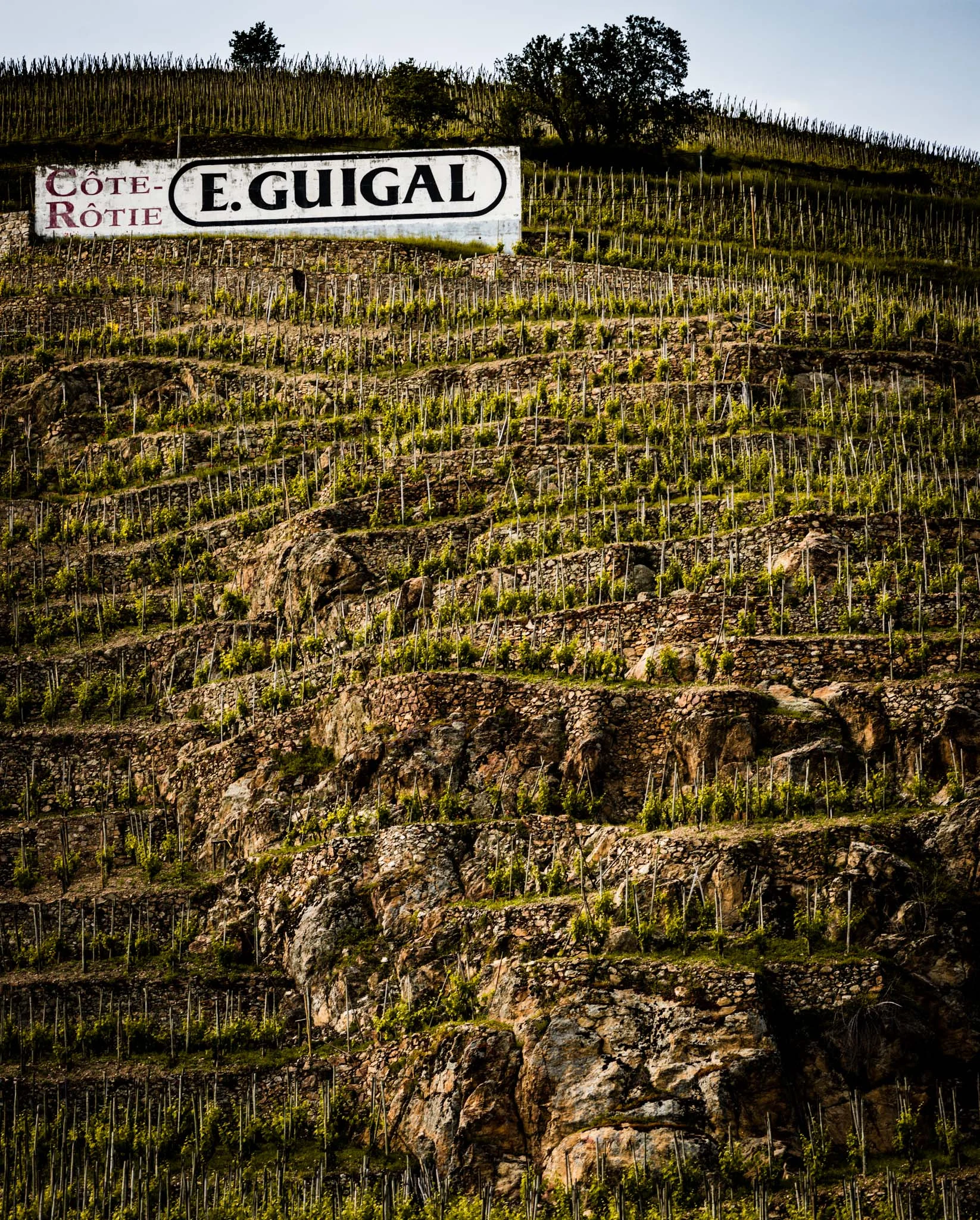 France : Northern Rhone : Guigal's La Mouline vineyard on the Cote Blonde in Cote Rotie