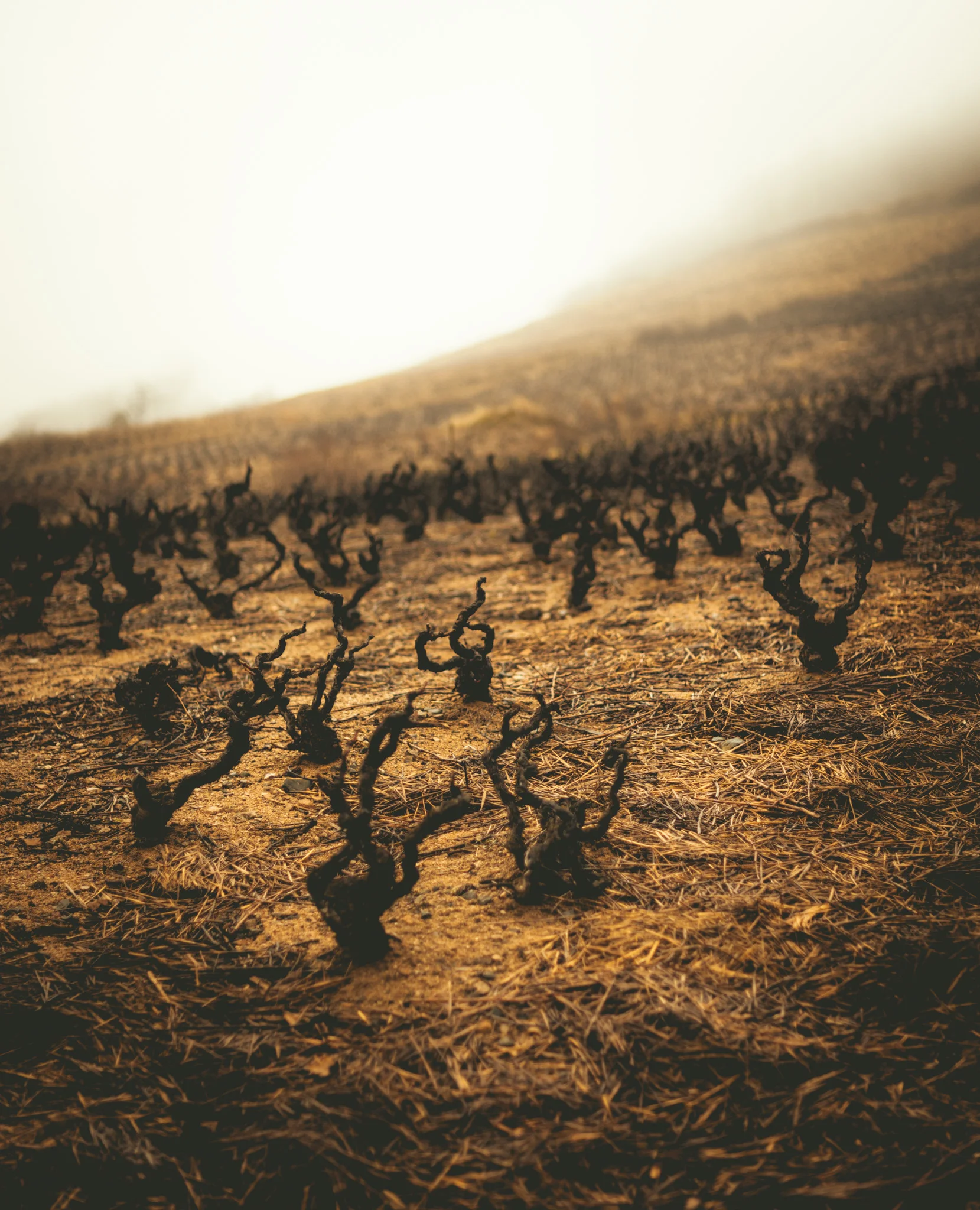 France : Beaujolais : Gamay vines growing in blue granite in the Cote de Brouilly