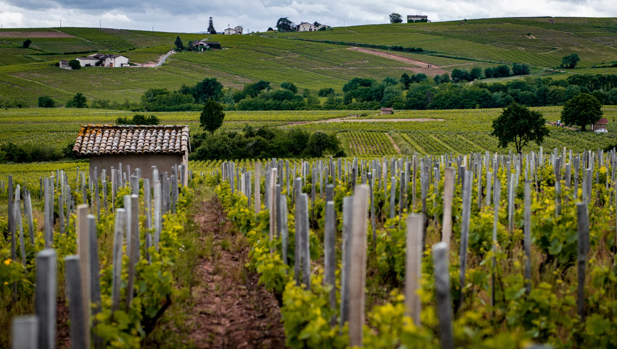 France : Beaujolais : Moulin-à-Vent