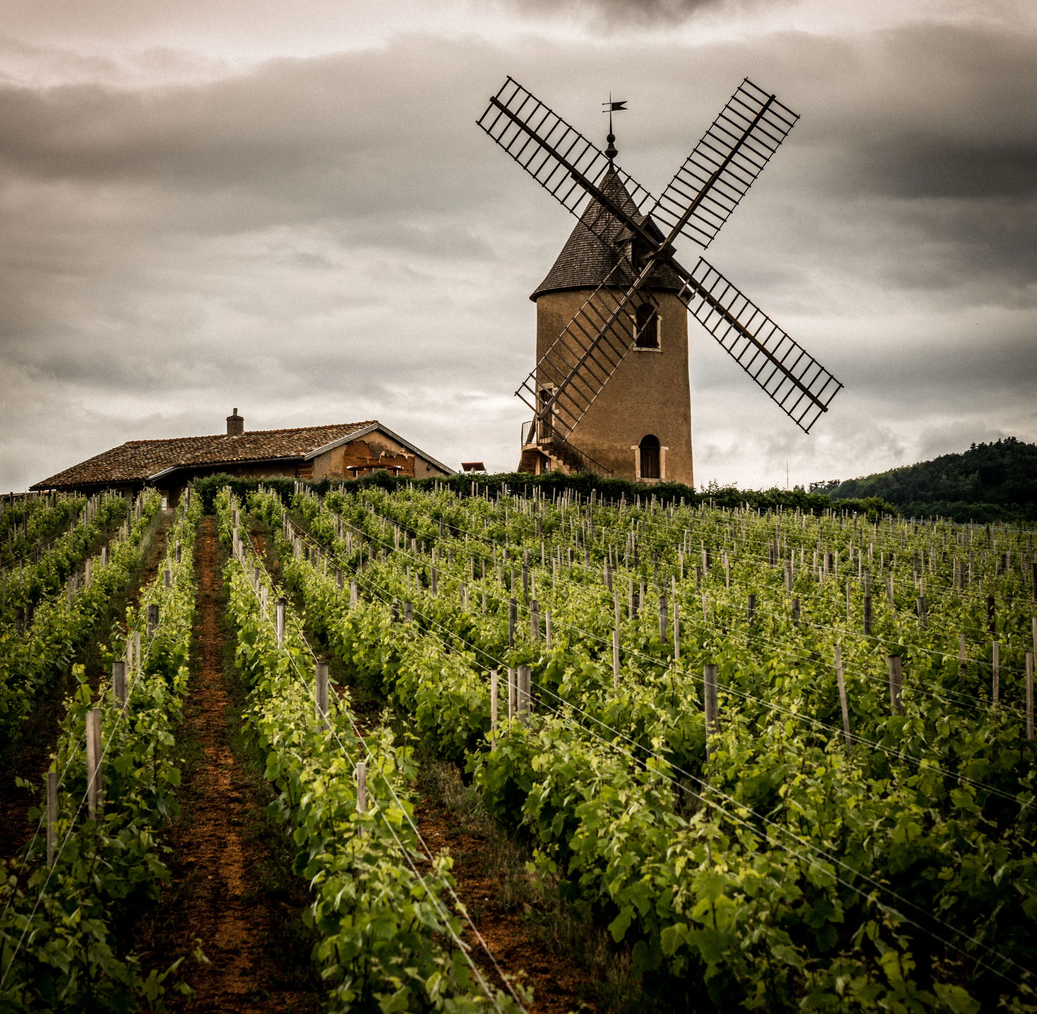 France : Beaujolais : Moulin-à-Vent