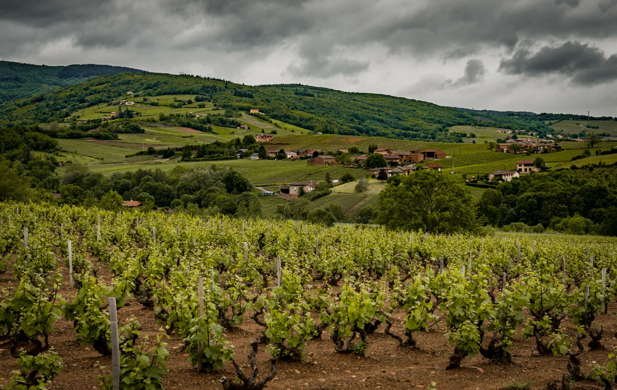 France : Beaujolais : Saint-Amour