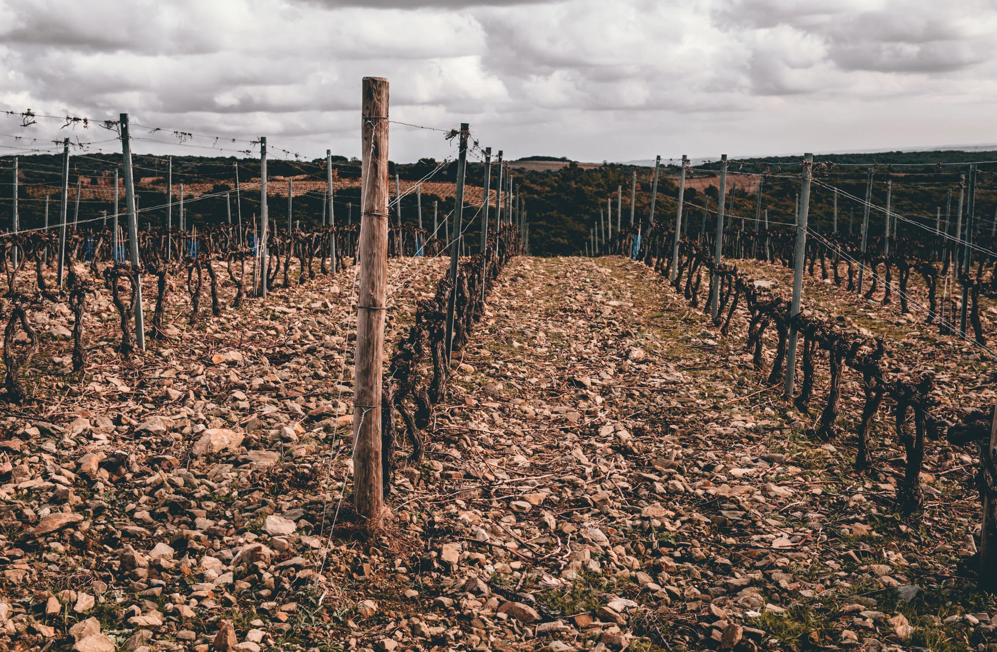 France : Languedoc : Domaine Ollier Taillefer in Faugeres