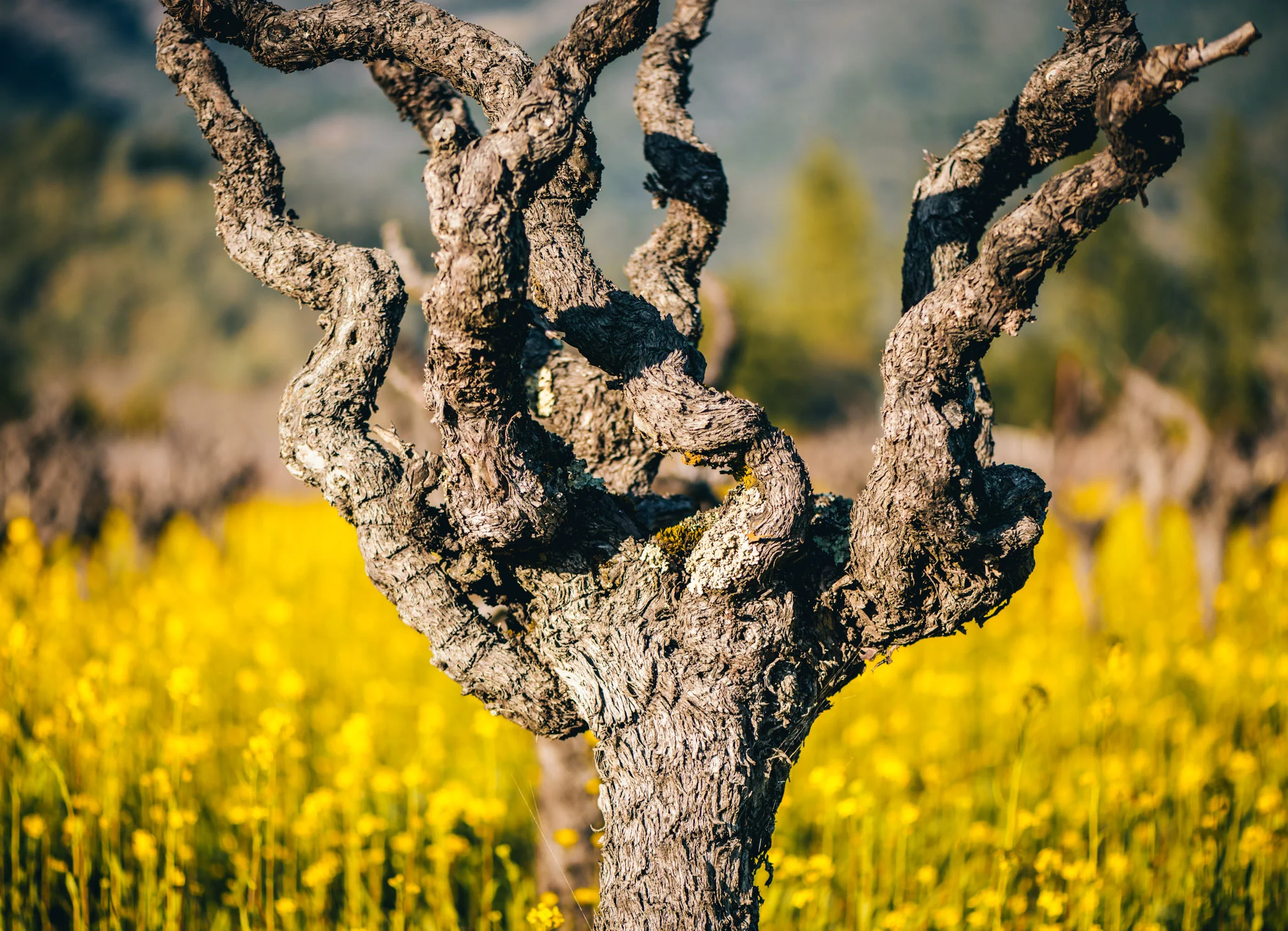California : Napa Valley : Gnarled vine in Calistoga