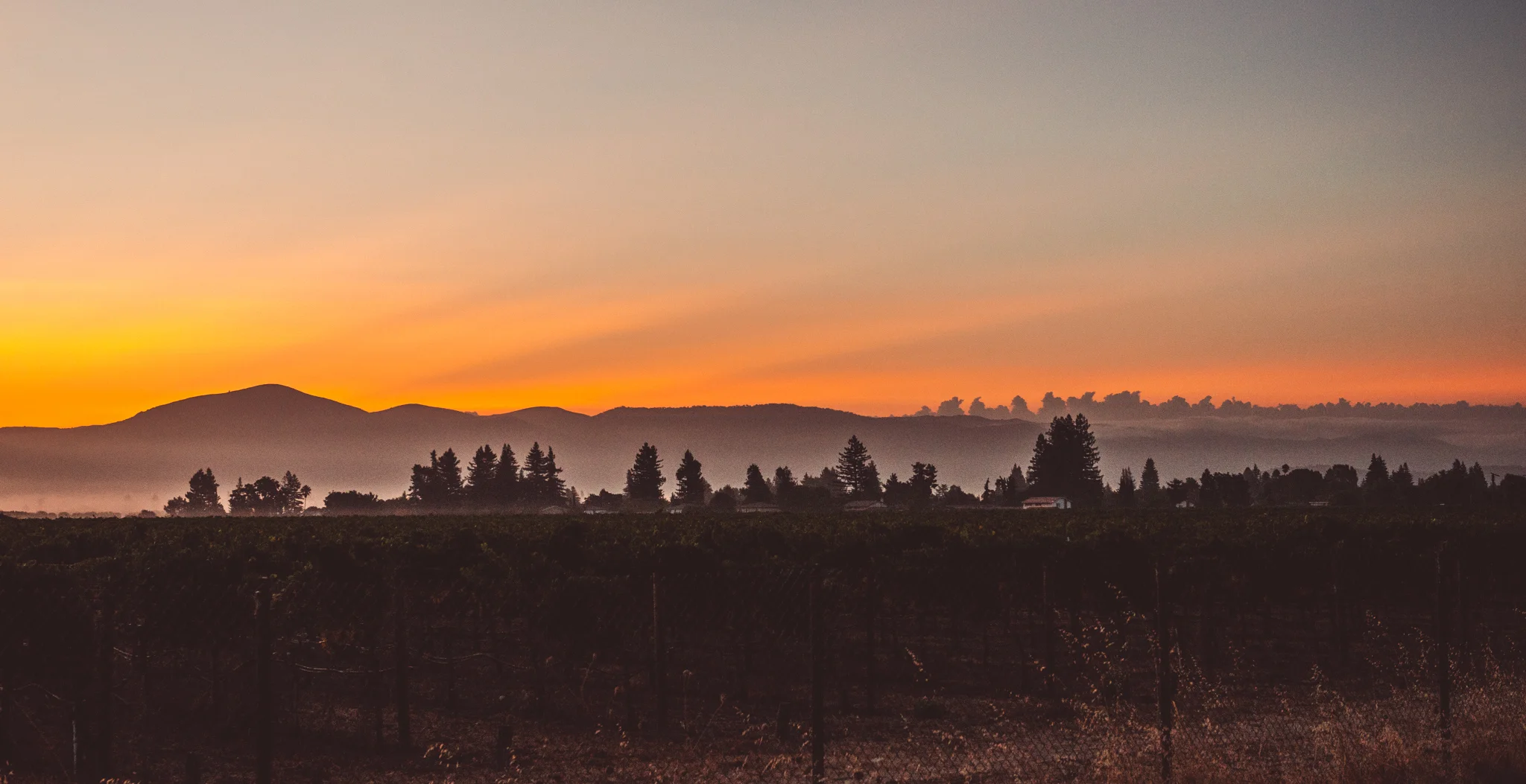 California : Napa Valley : Sunrise over Oak Knoll