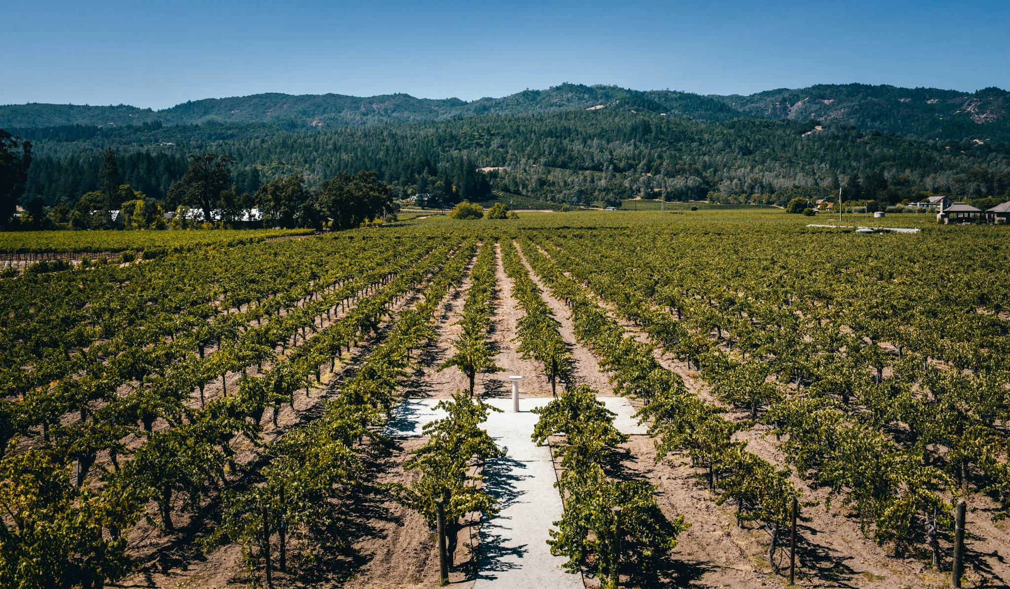California : Napa Valley : Corison's vineyard in St. Helena