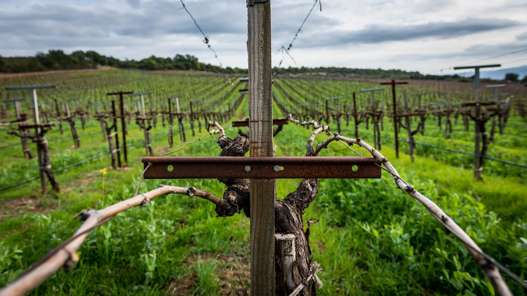 California : Napa Valley : David Arthur Vineyards on top of Pritchard Hill