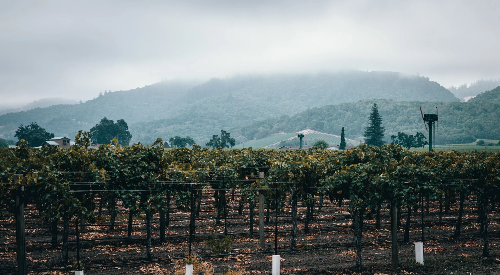 California : Napa Valley : Morning fog near Paradigm winery in Oakville