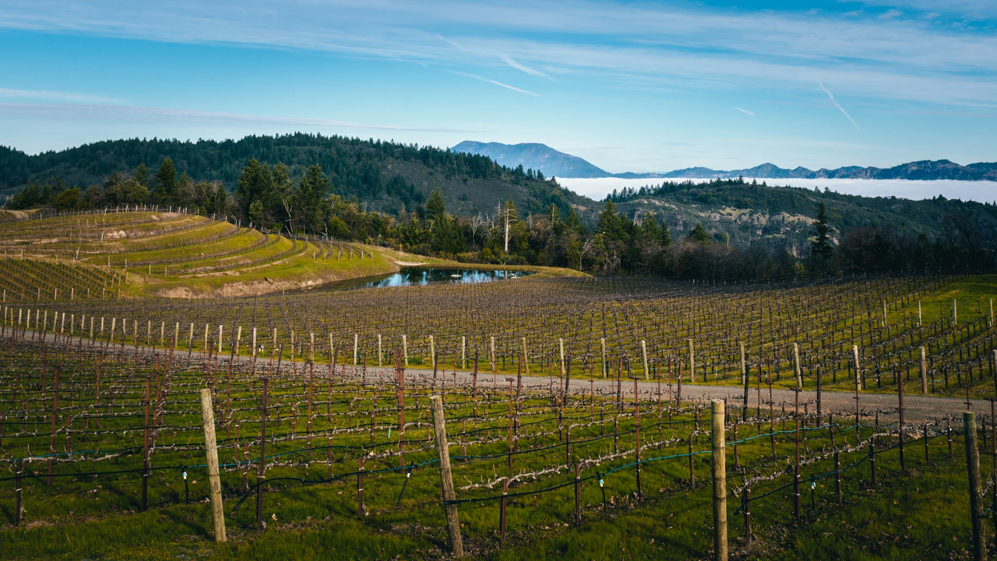 California : Napa Valley : Above the fog on Spring Mountain