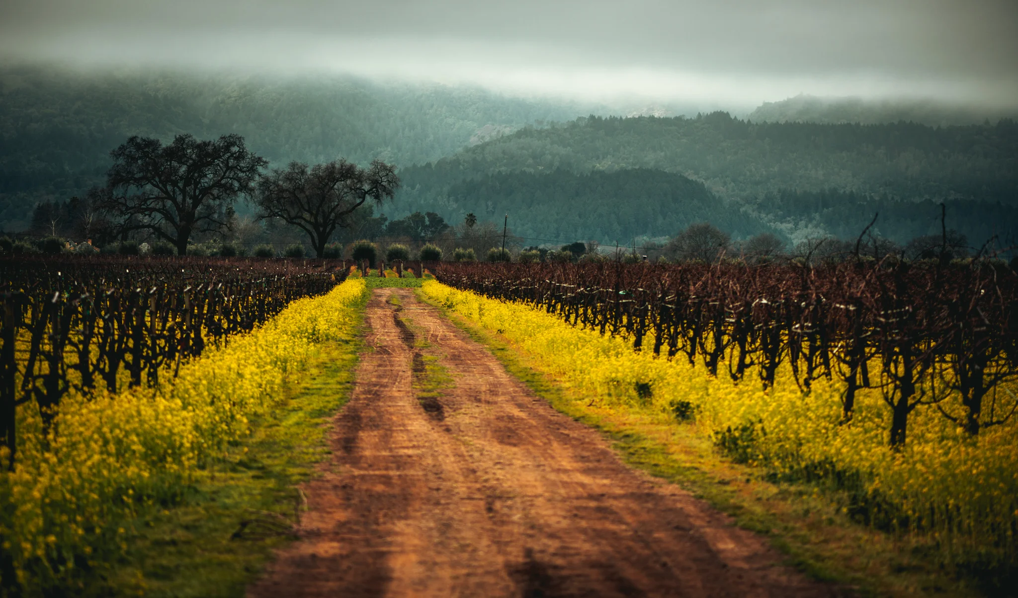 California : Napa Valley : Rutherford