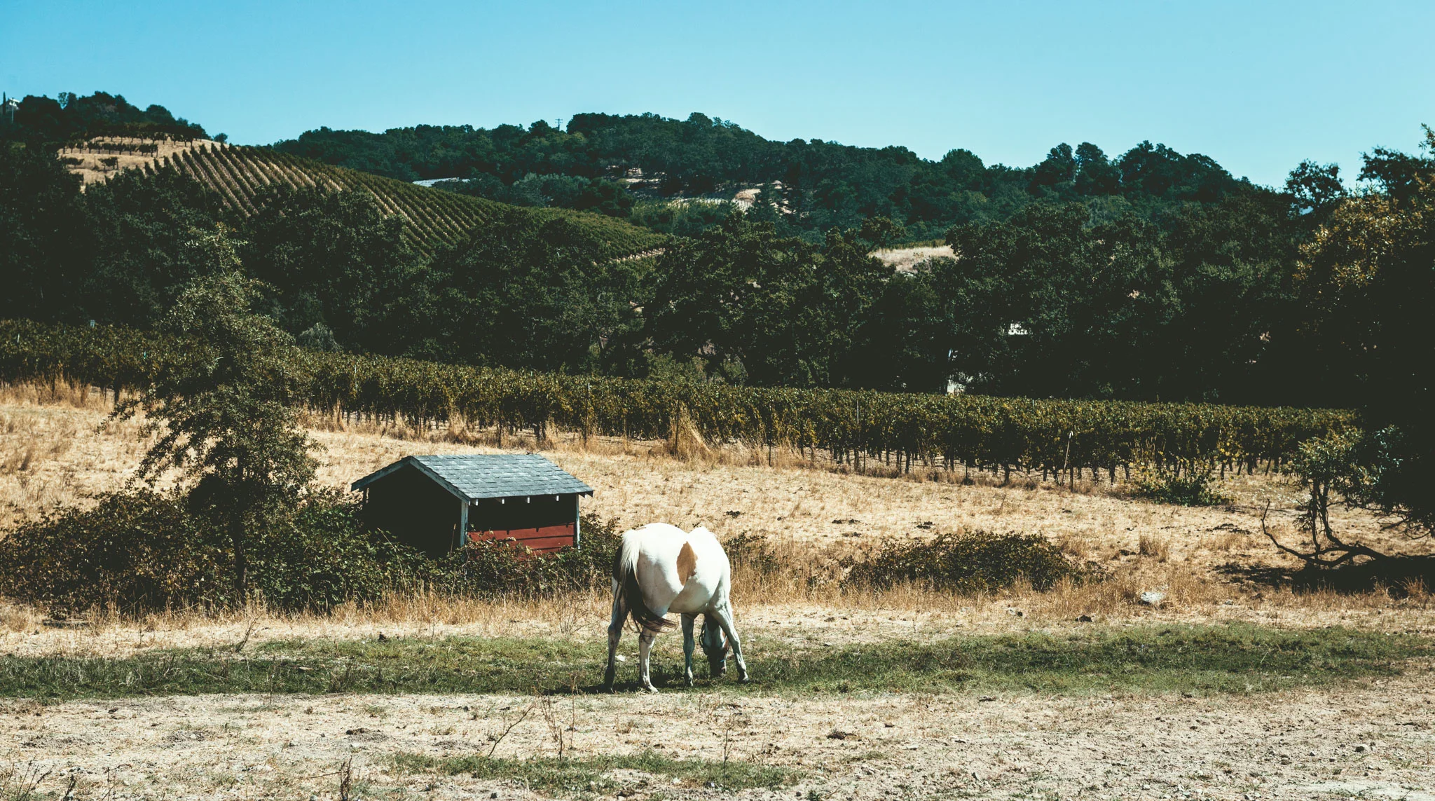 California : Napa Valley : Seavey Vineyard