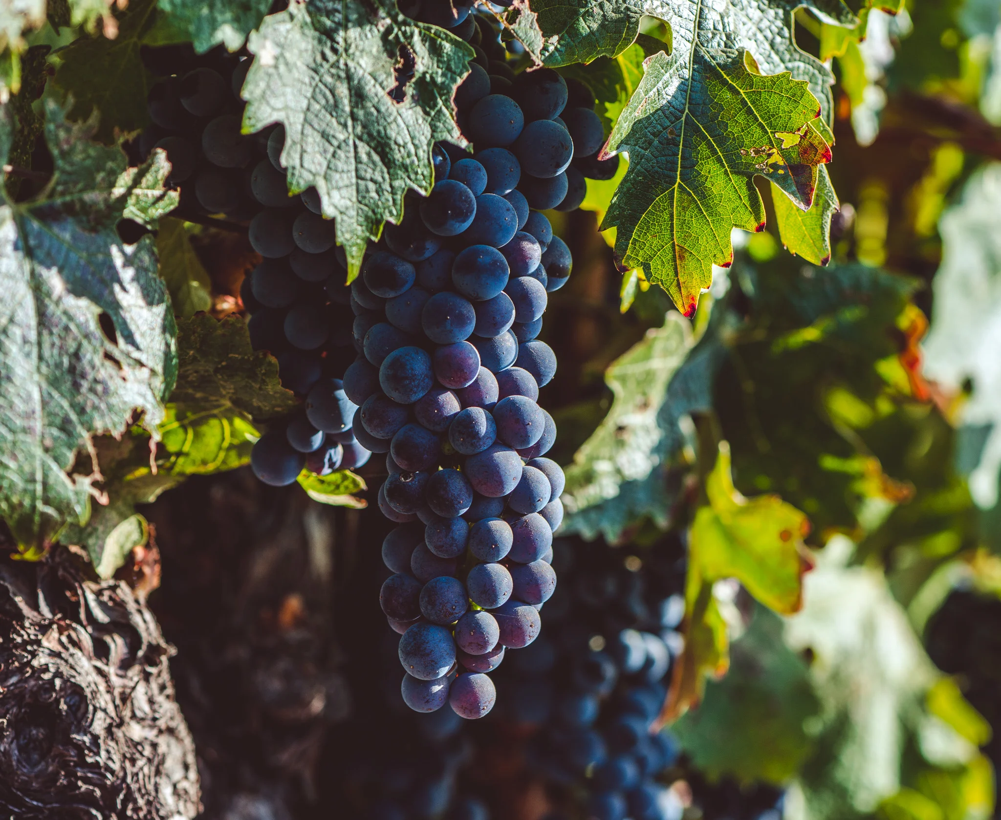 California : Napa Valley : Cabernet Sauvignon