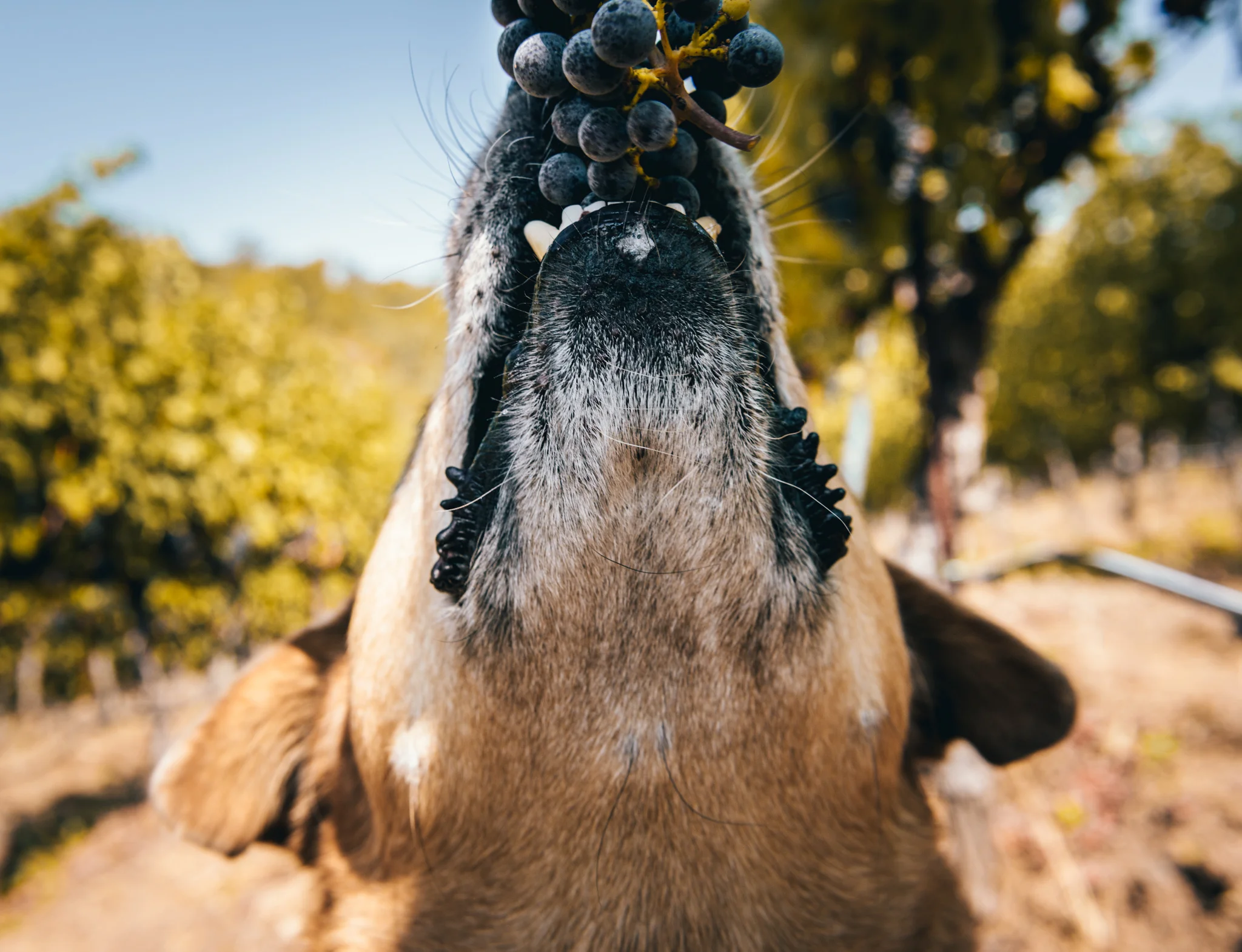 California : Sonoma : Rare land shark sighting at Clajeux vineyard in Chalk Hill with Arnot-Roberts