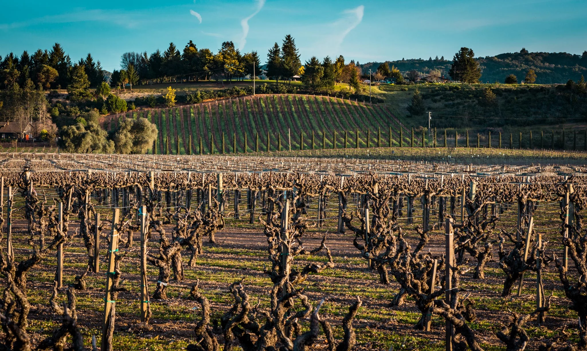 California : Sonoma : Dry Creek Valley
