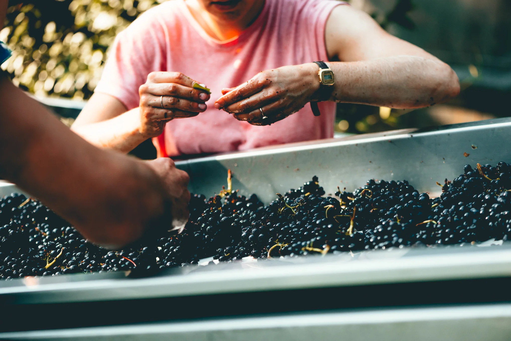 California : Sonoma : Crush at Fisher Vineyards in Santa Rosa