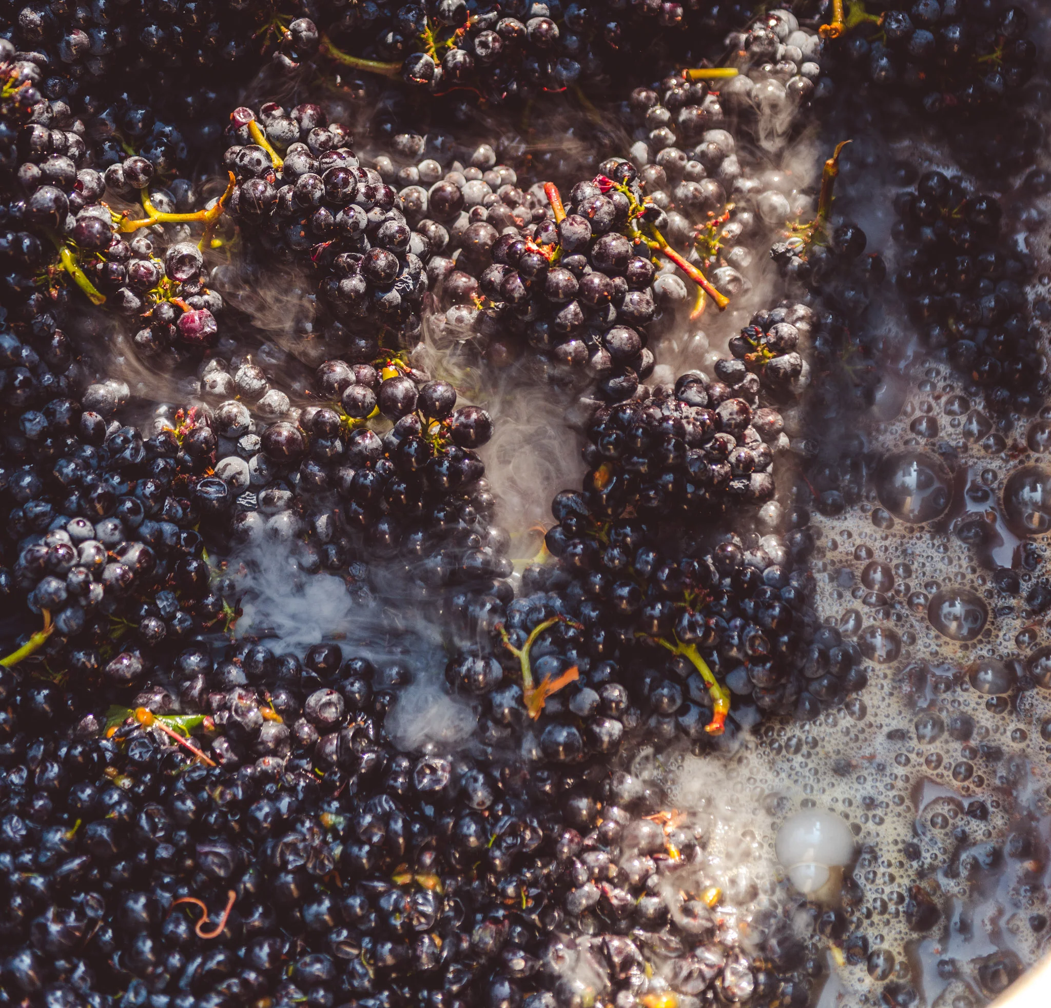 California : Sonoma : Crush at Fisher Vineyards in Santa Rosa