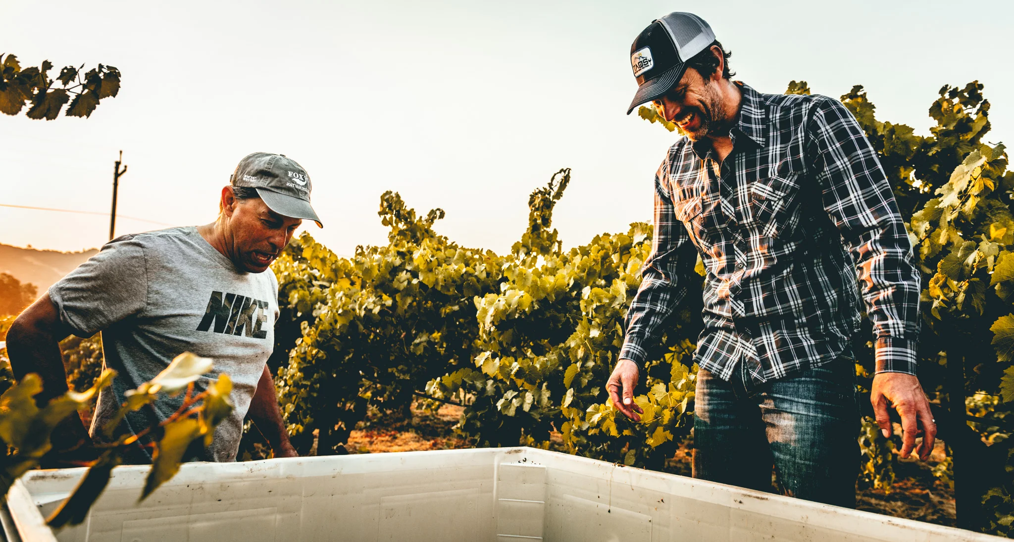 California : Mendocino : Lolonis Vineyard owner Athan Poulos and LIOCO Wine owner Matt Licklider inspecting incoming fruit