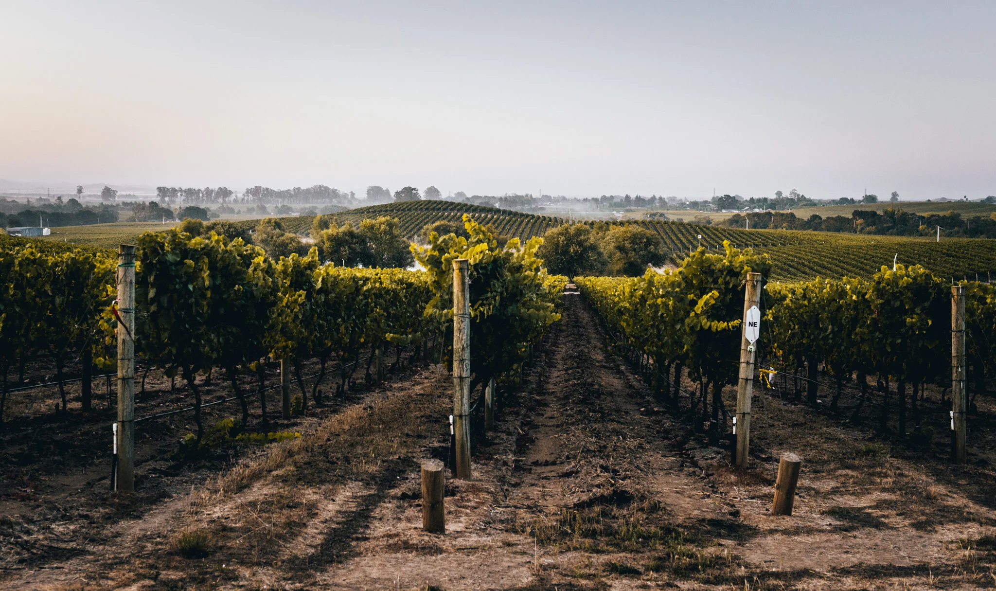 California : Sonoma : Carneros