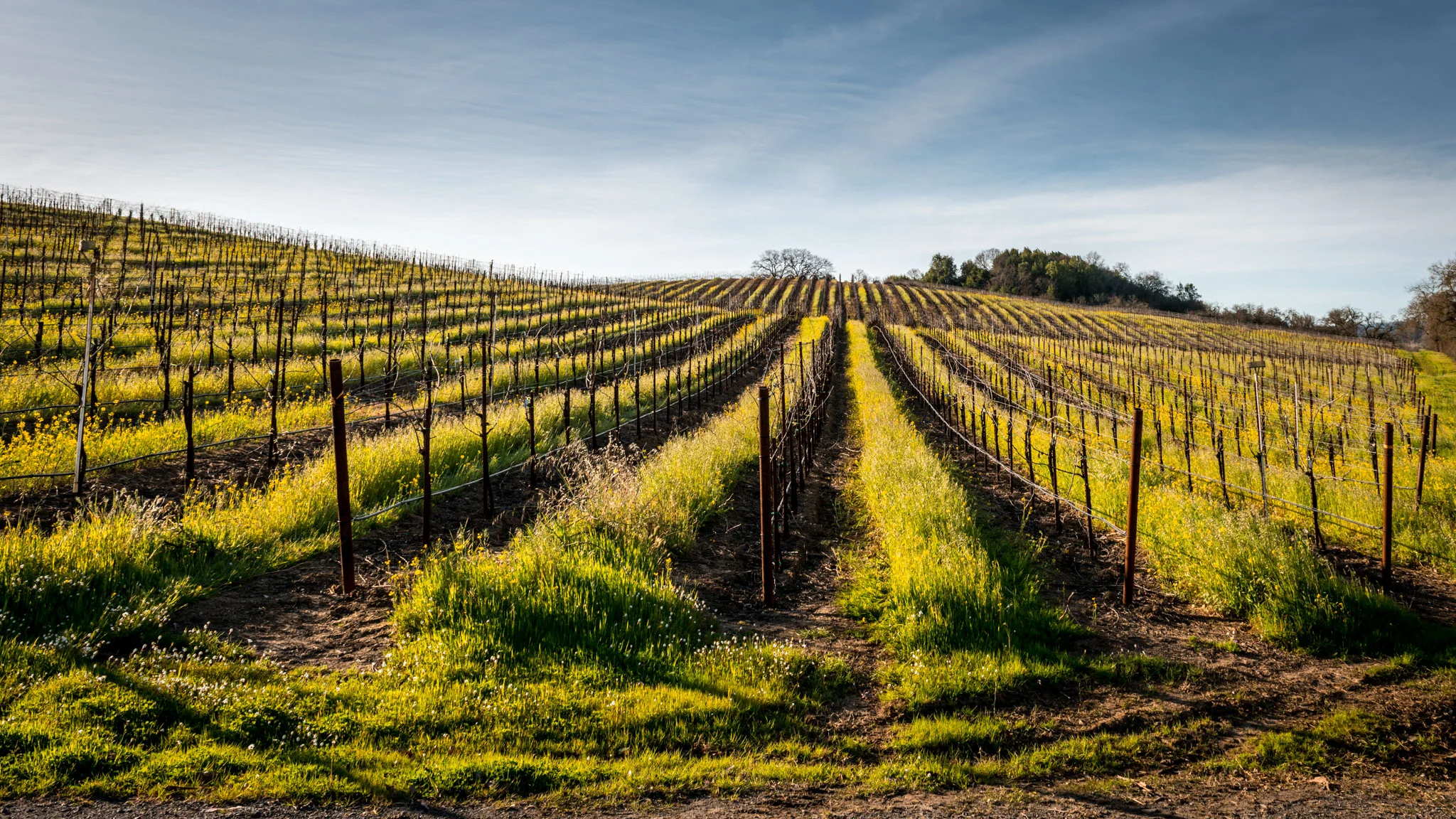California : Sonoma : Russian River Valley