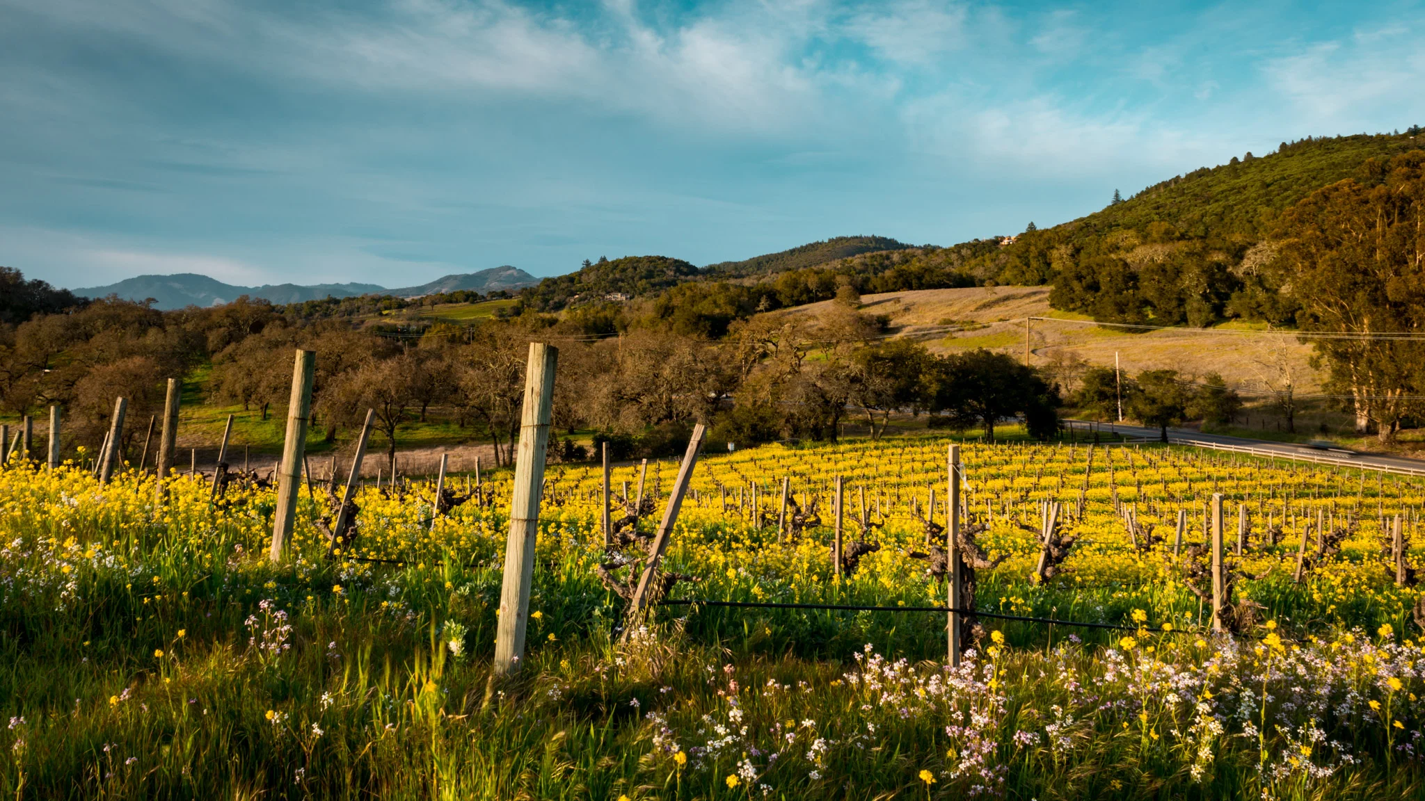 California : Sonoma : Sonoma Mountain AVA