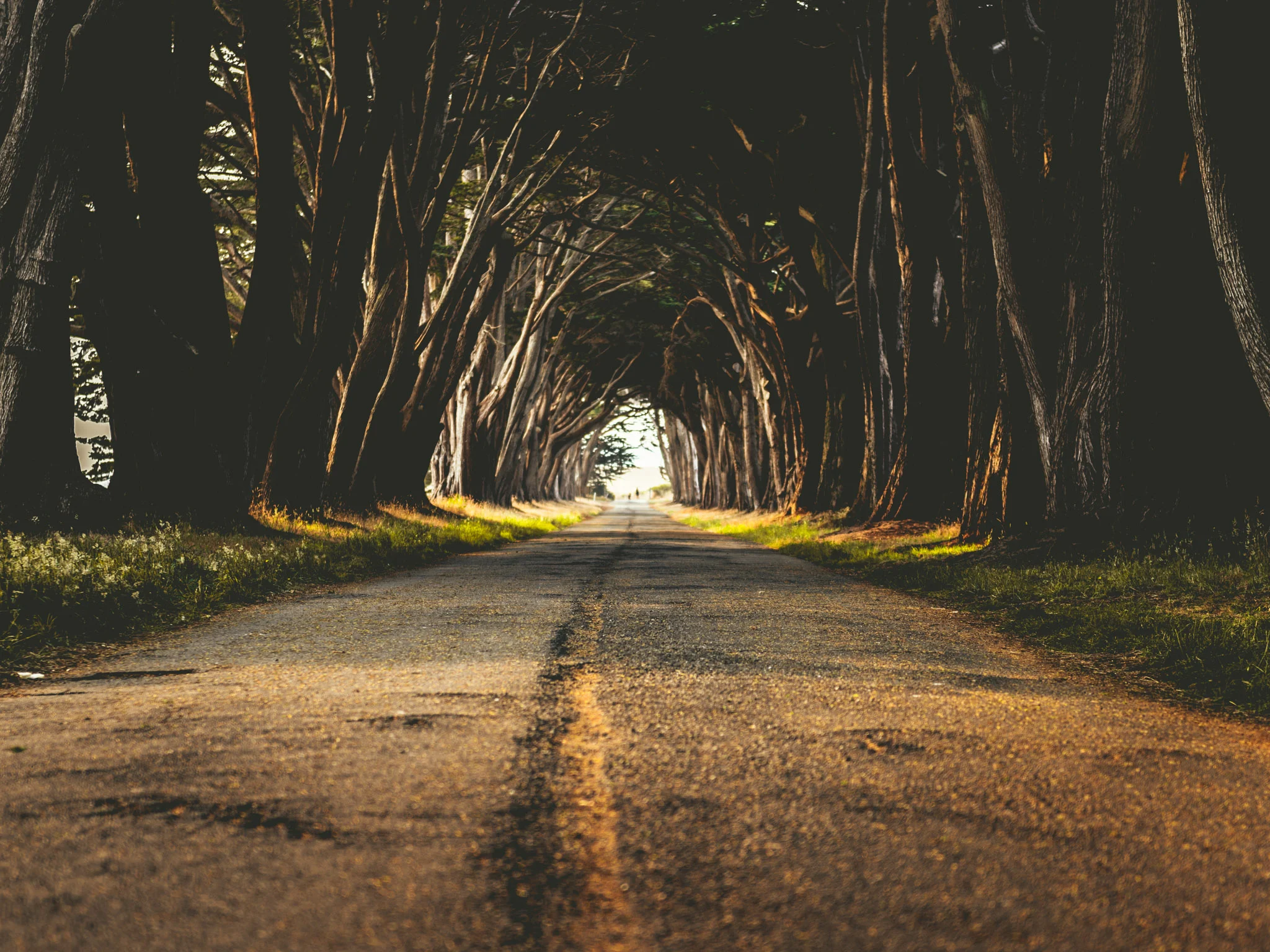 California : Point Reyes : Cypress Tree Tunnel