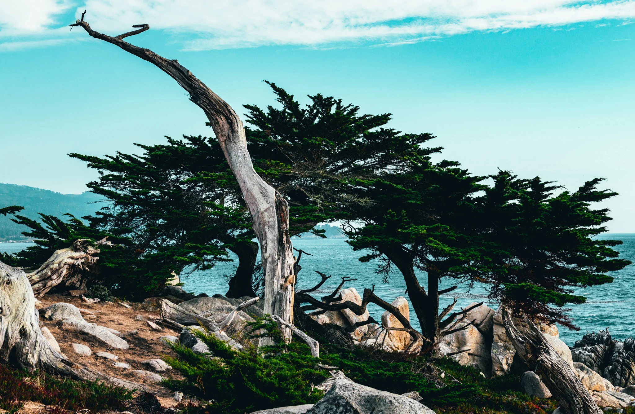 California : Monterey : Ghost Tree