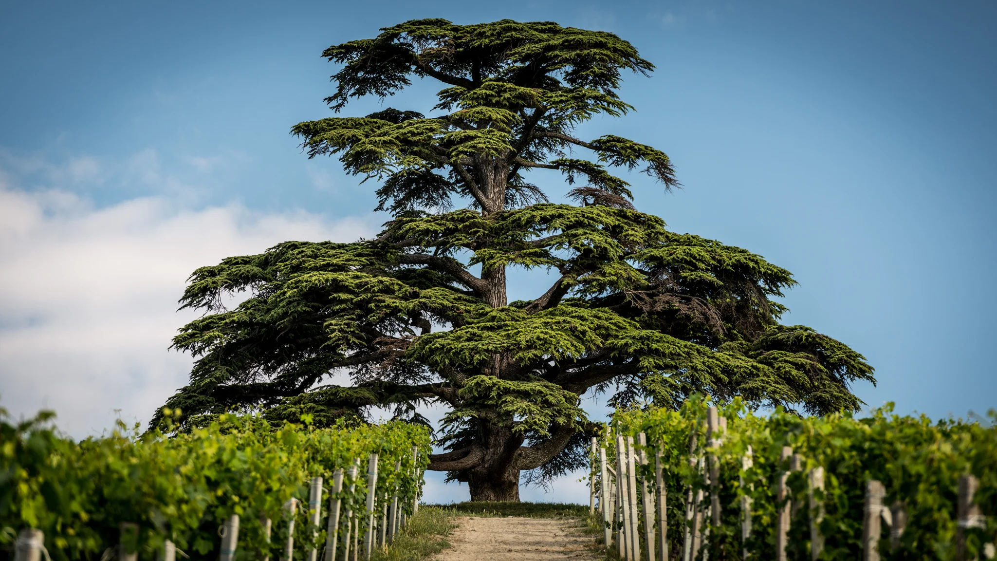 Italy : Piedmont : Il Cedro, the cedar tree of La Morra