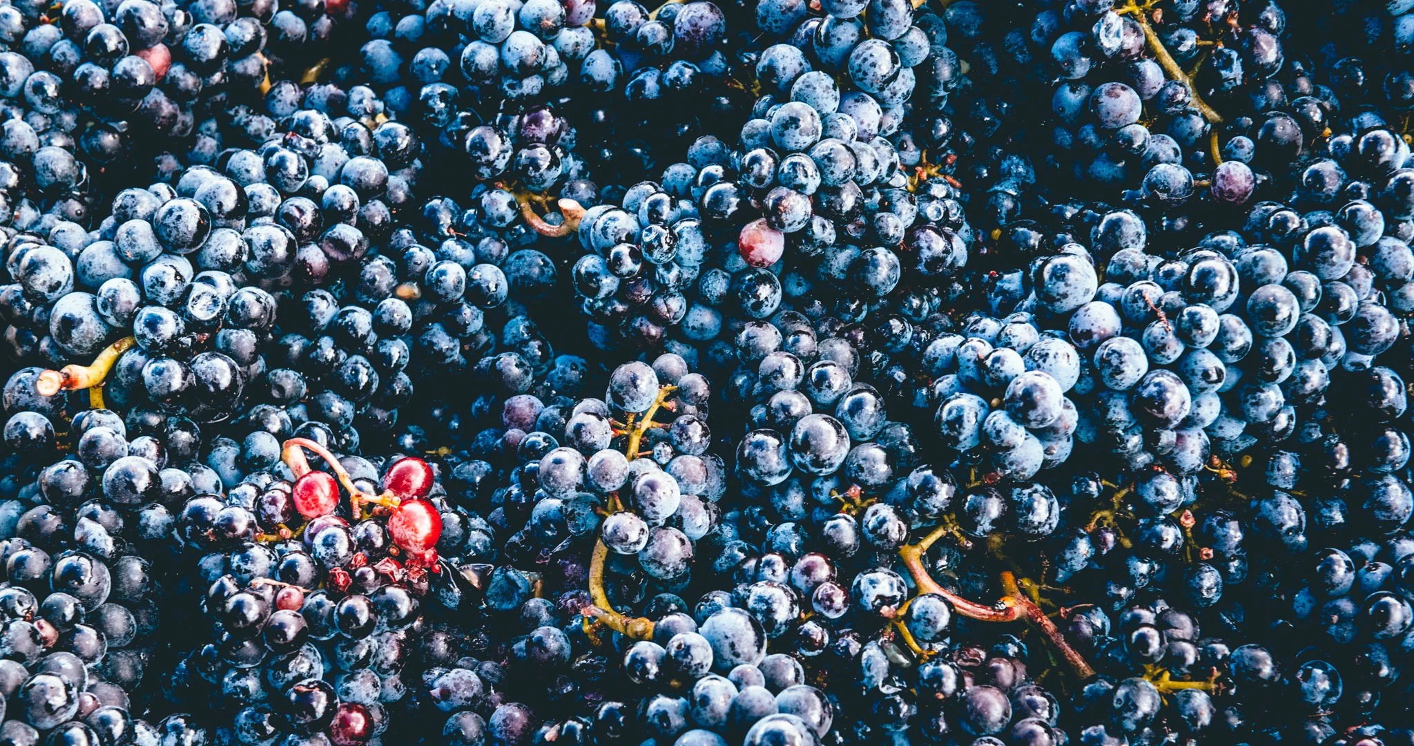 US : Oregon : The first Pinot Noir of the vintage harvested for St. Innocent