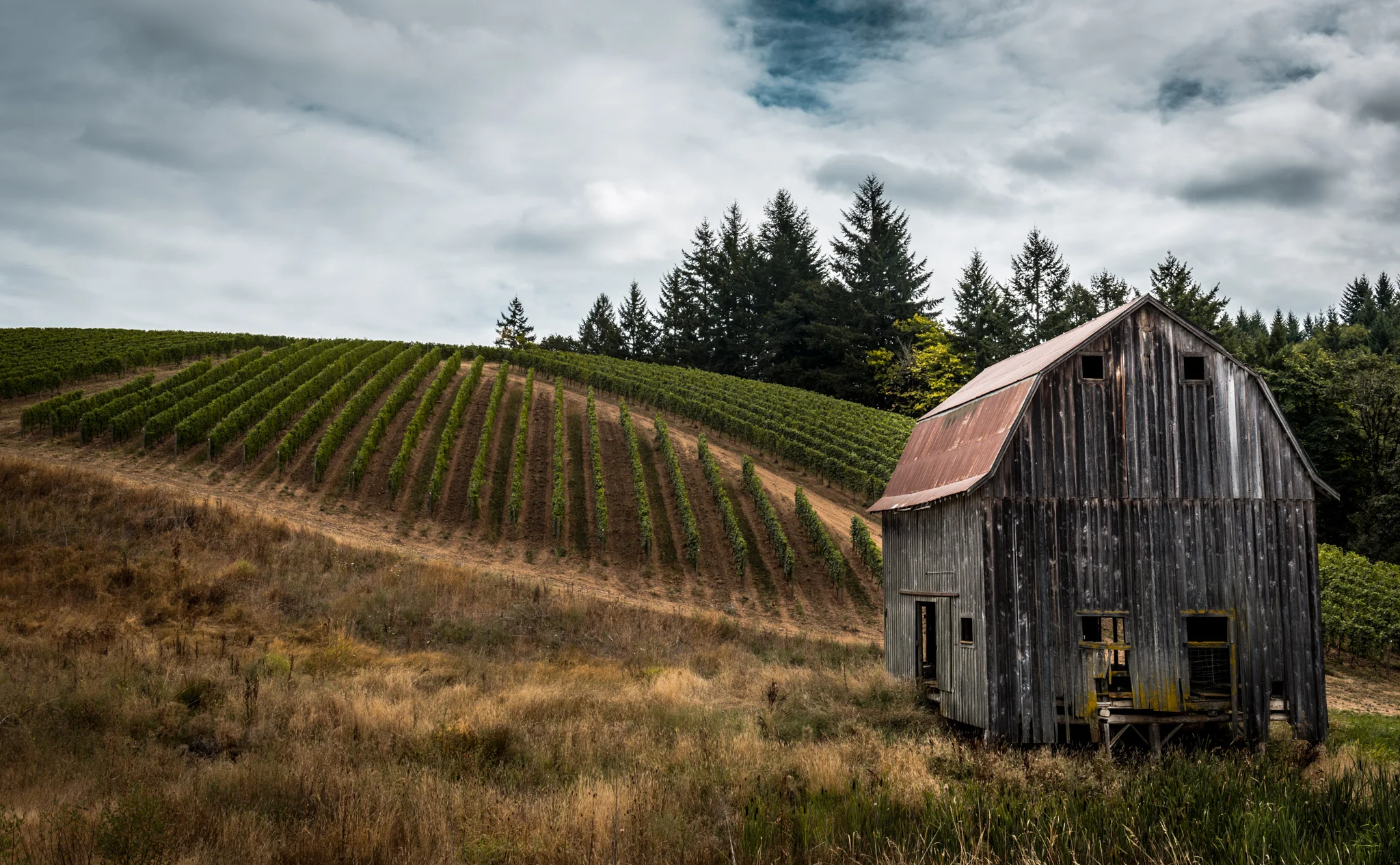 US : Oregon : At the base of Colene Clemens' estate in the Chehalem Mountains AVA