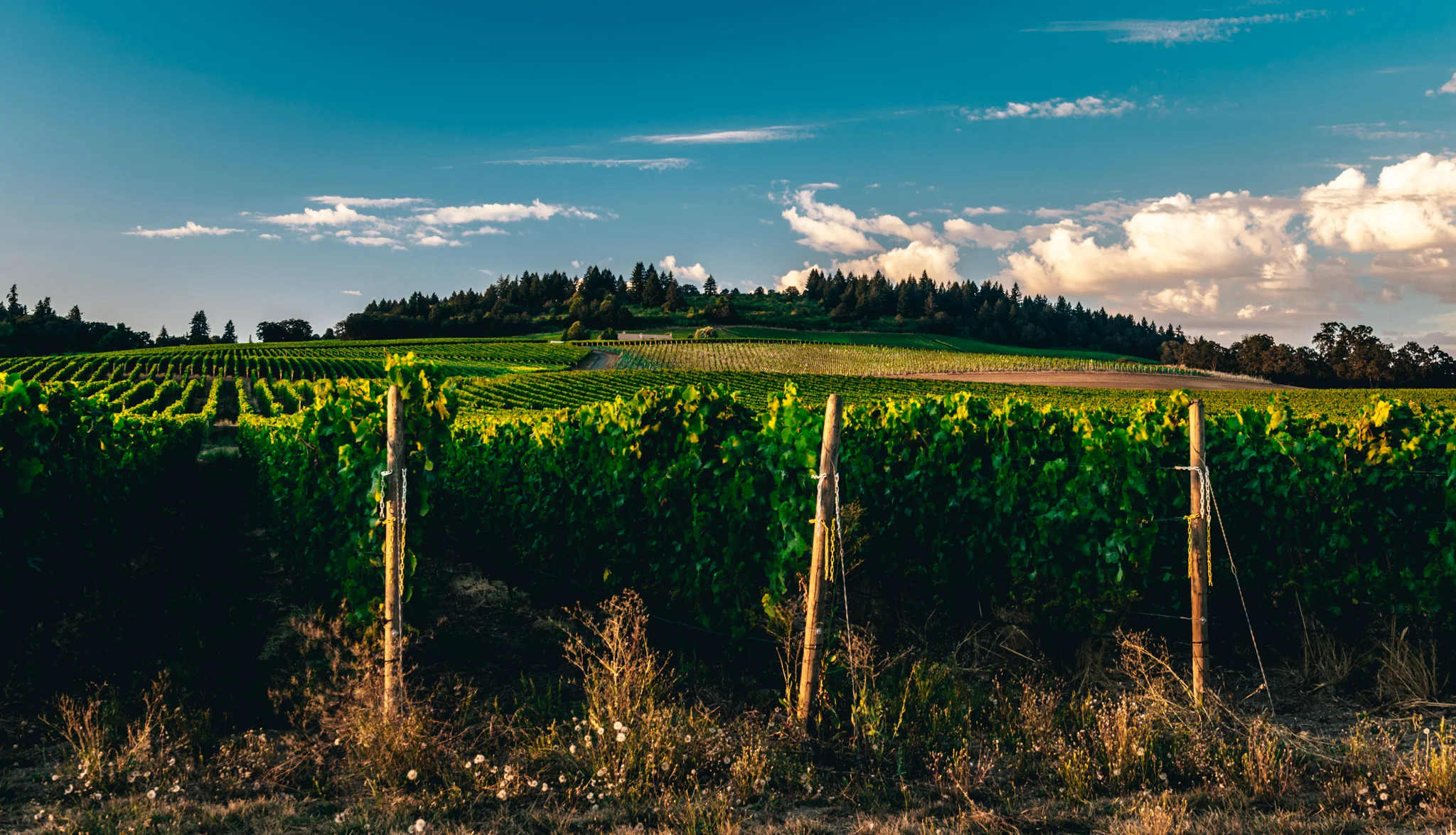 US : Oregon : Late afternoon in the Willamette Valley