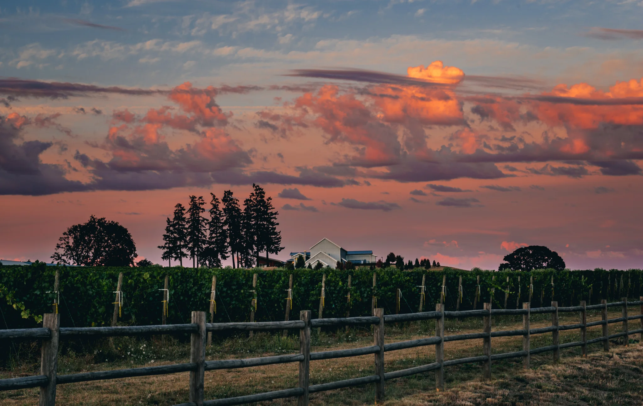 US : Oregon : Early evening in the Dundee Hills AVA