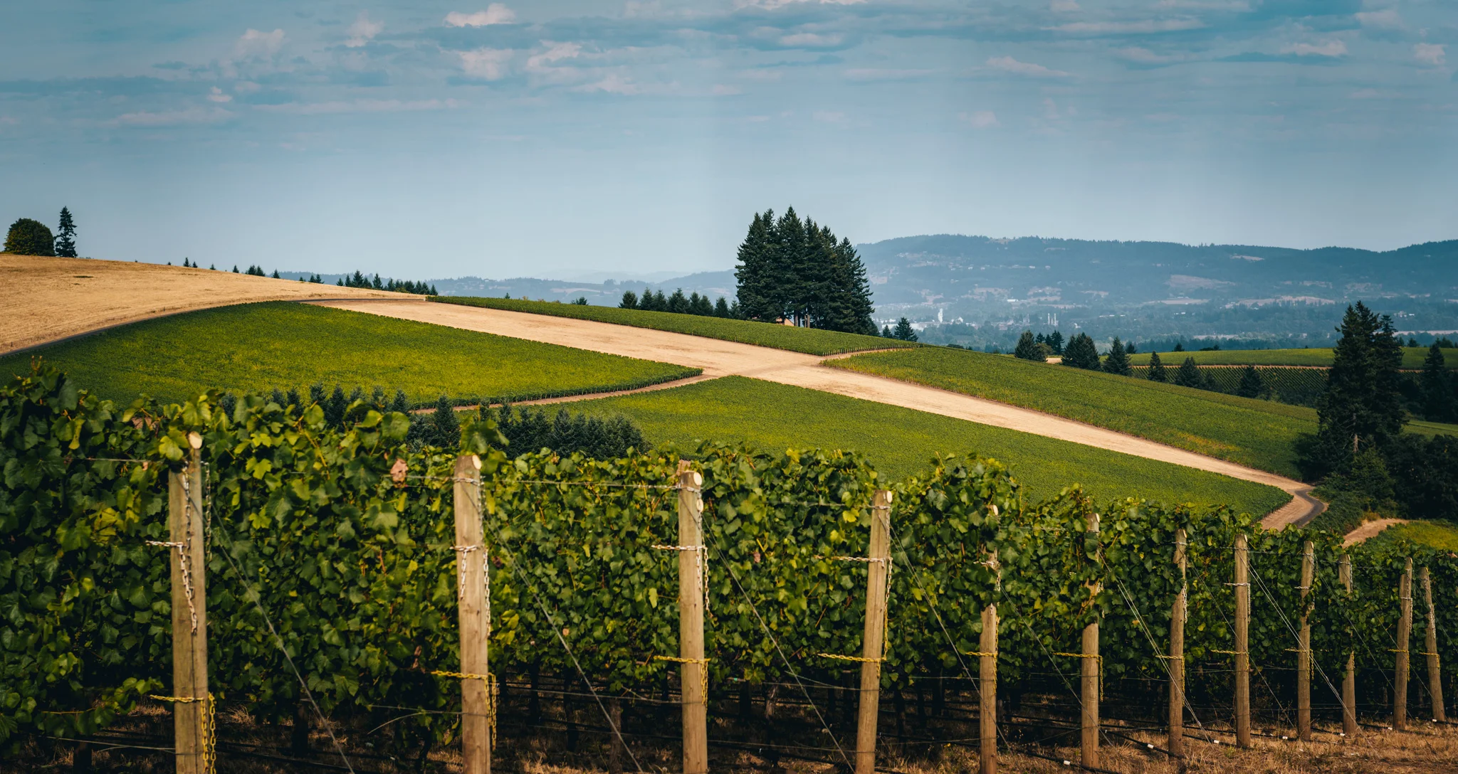 US : Oregon : Vineyards in the Dundee Hills