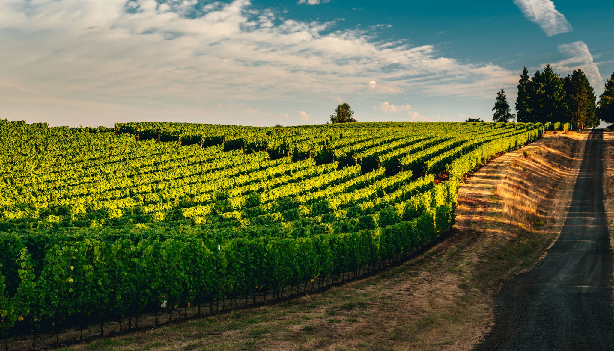 US : Oregon : Late afternoon in the Dundee Hills AVA