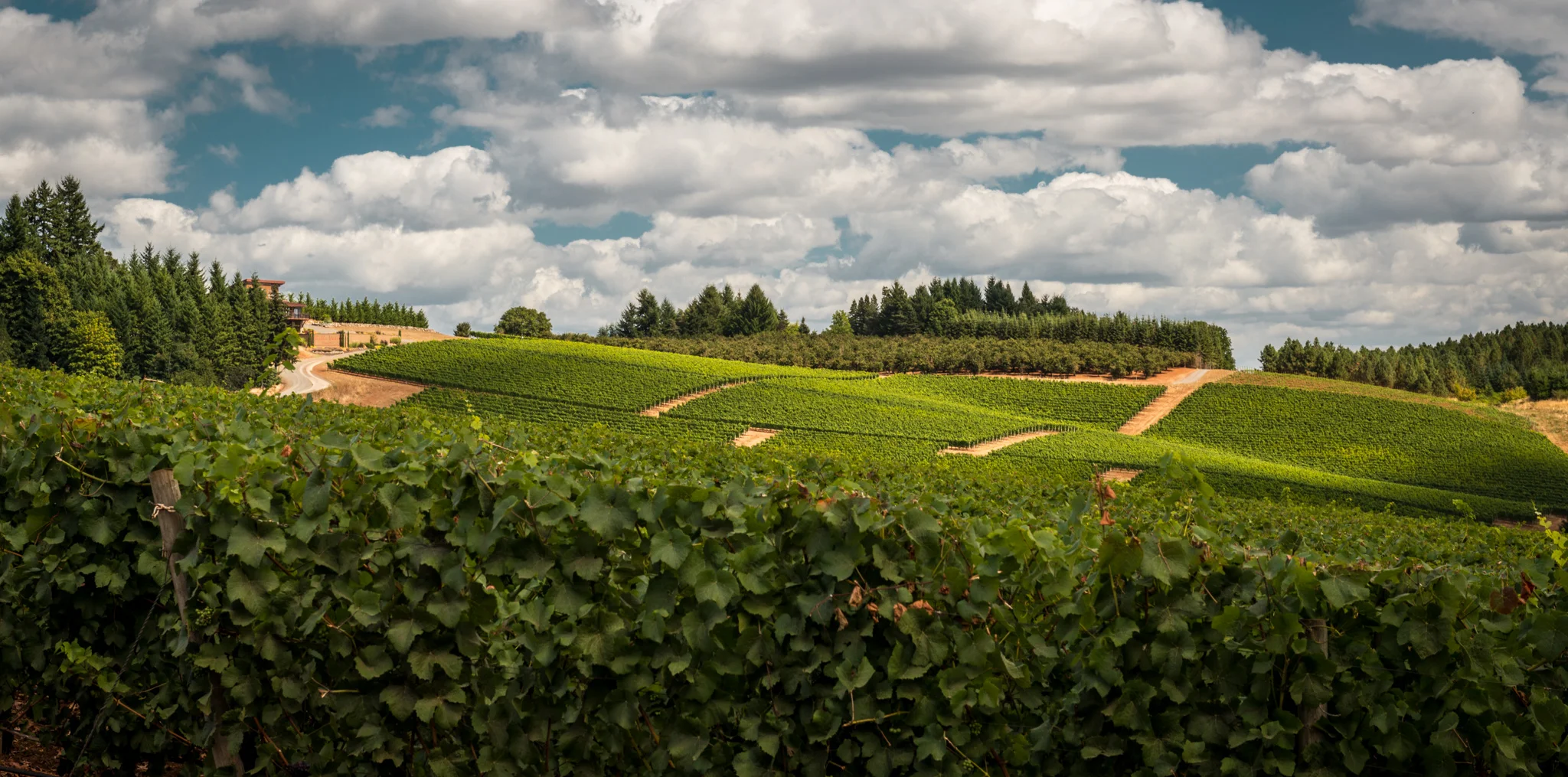 US : Oregon : Vineyards surrounding Erath in the Dundee Hills AVA