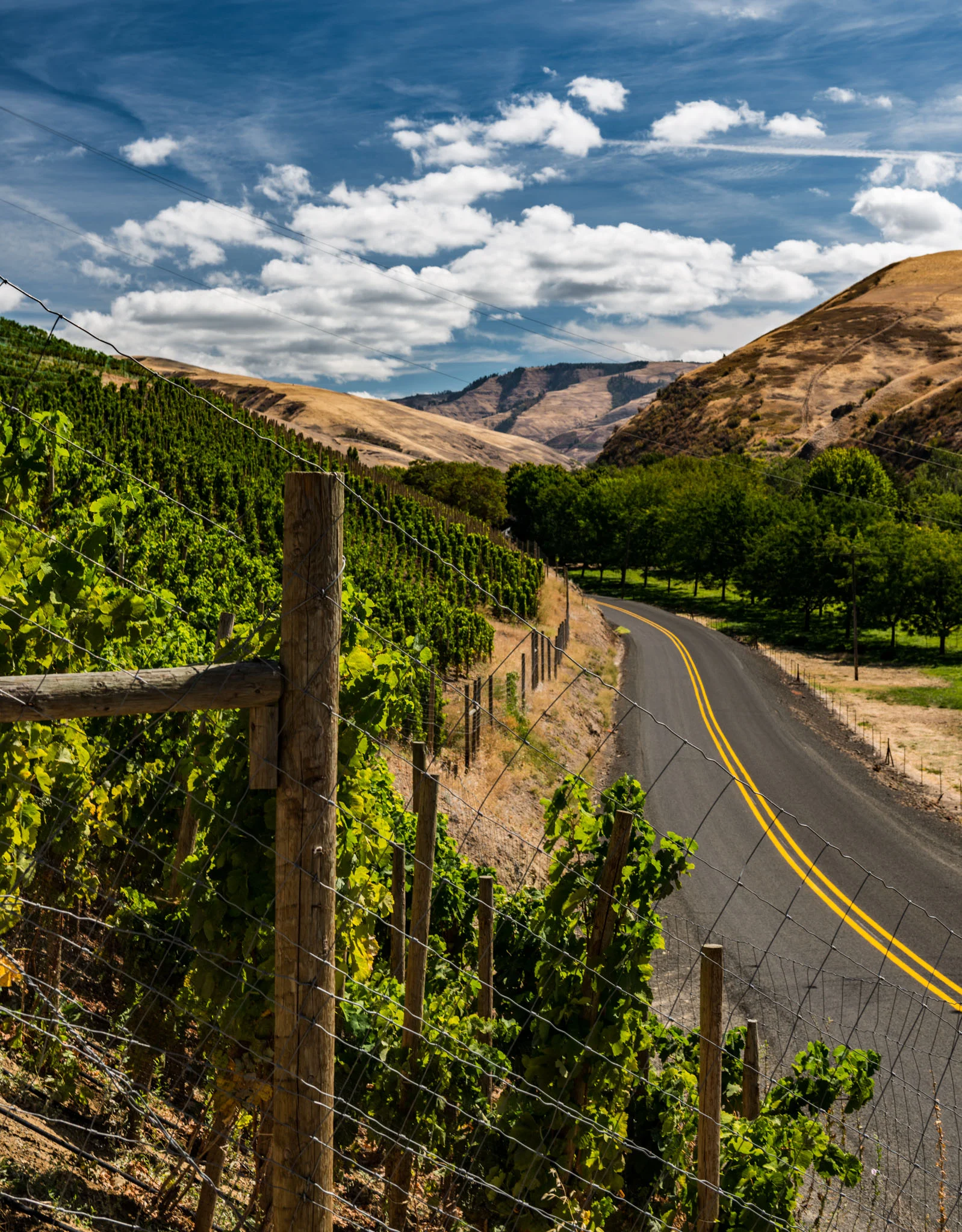 US : Washington : Sleight of Hand Cellars' Ziggy Stardust block in Walla Walla's North Fork area