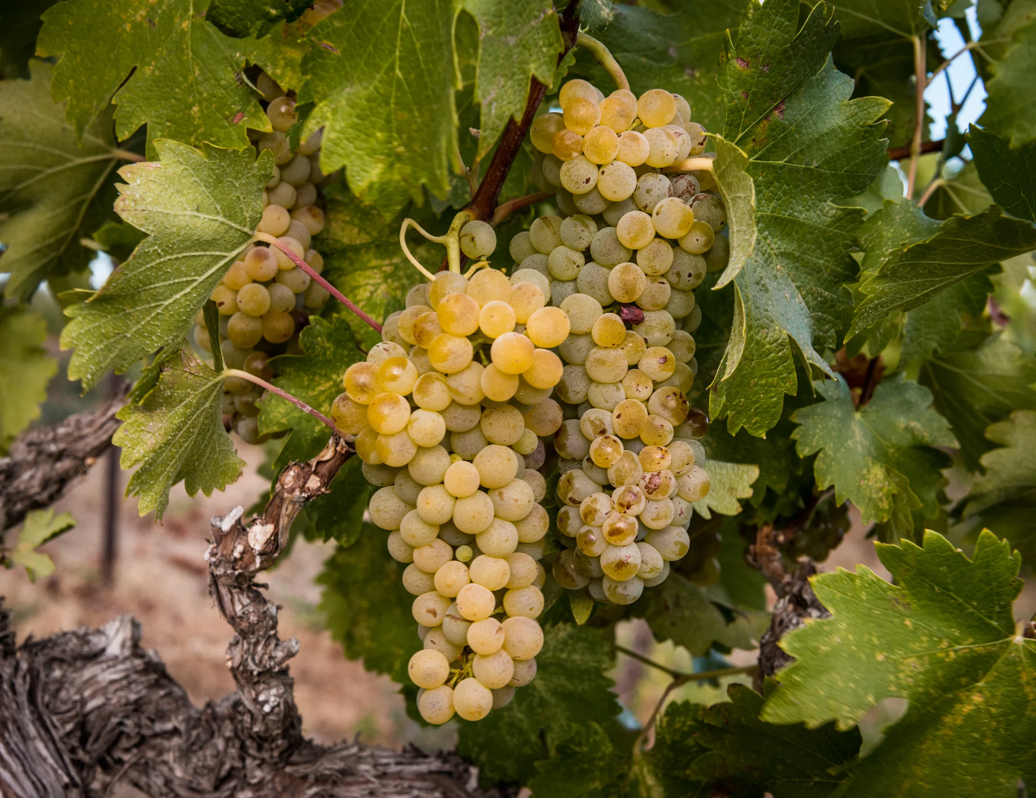 US : Washington : Viognier growing in Red Willow Vineyard, Yakima Valley