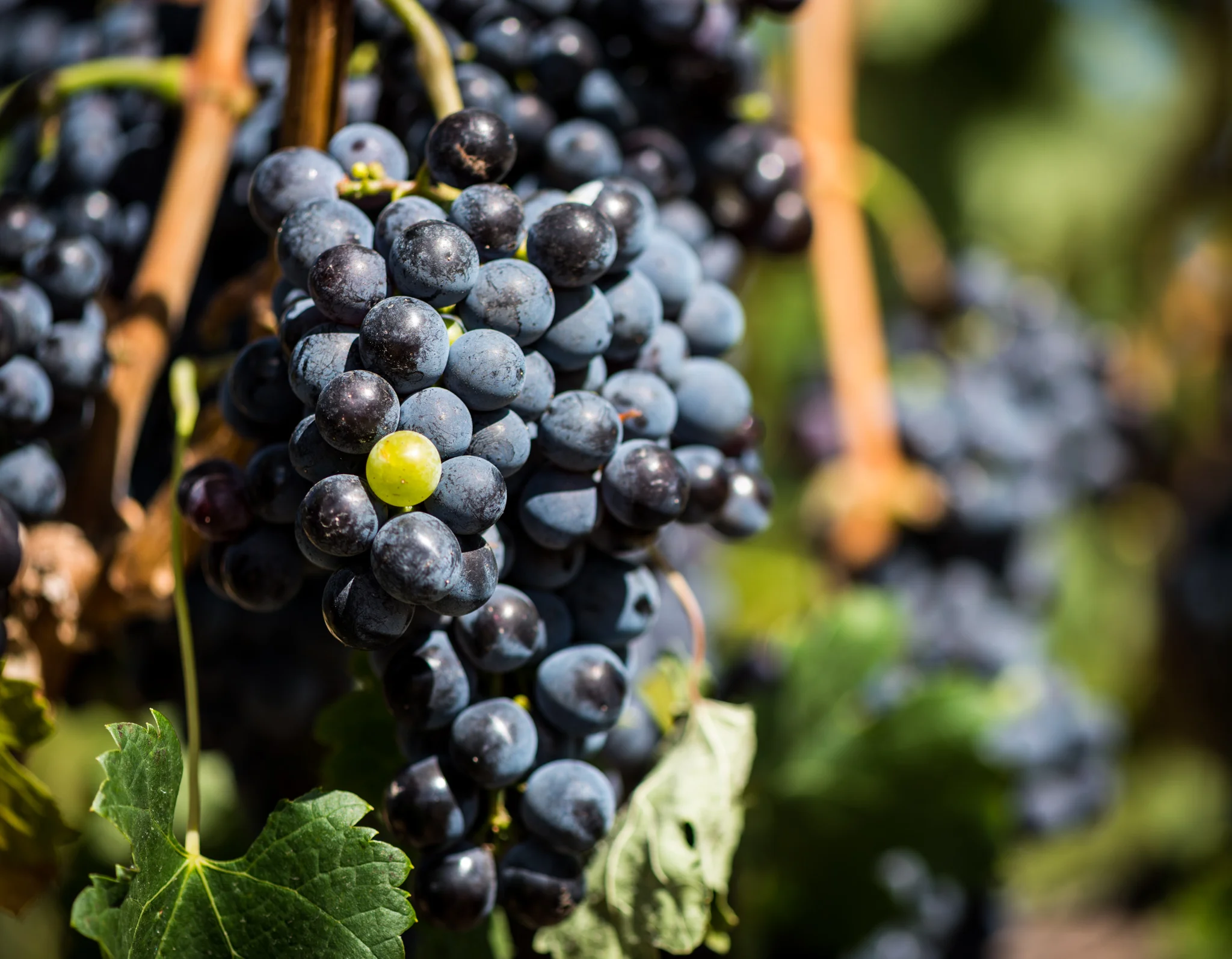US : Washington : Green grape, black sheep...aMaurice Vineyard, Mill Creek area of Walla Walla