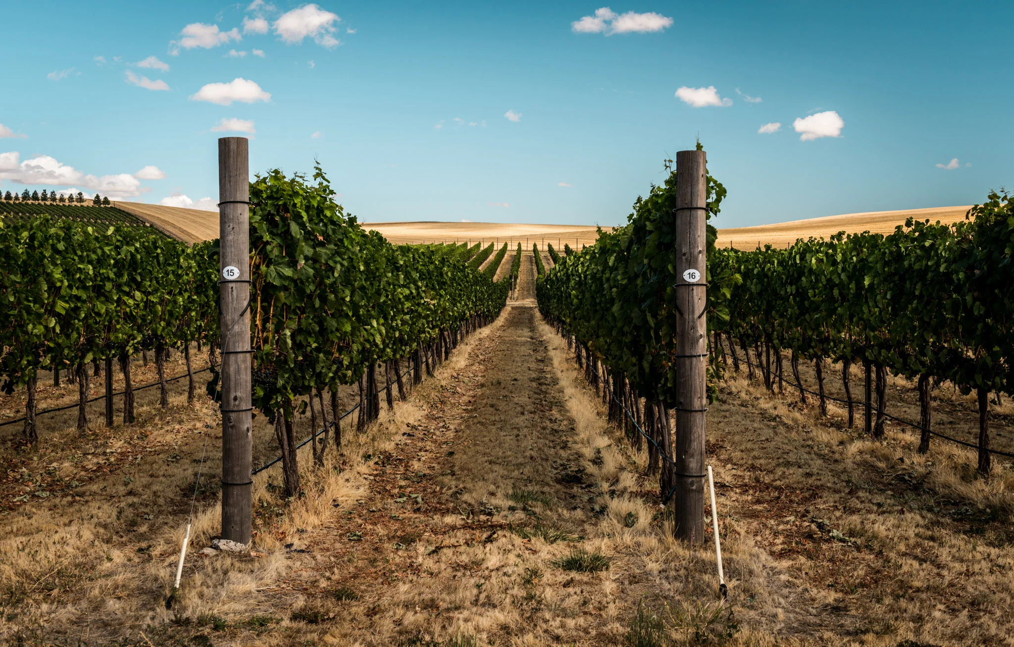 US : Washington : Vineyards at aMaurice Cellars in Walla Walla's Mill Creek area