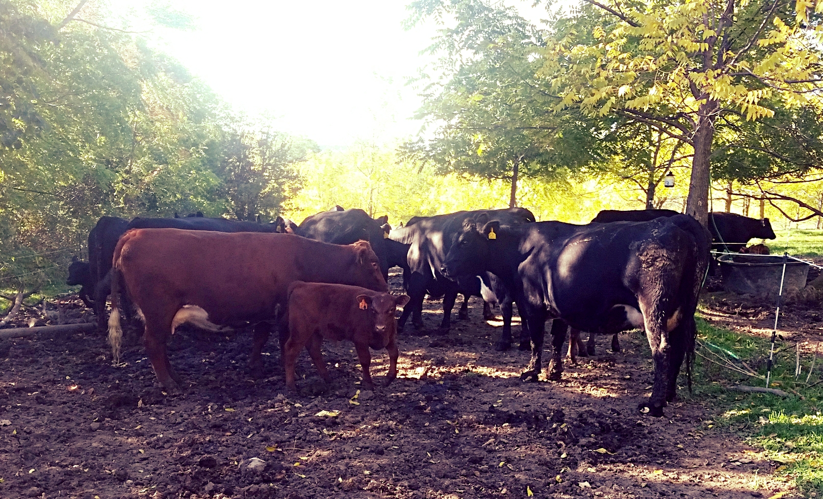 Happy herd at Windbrook Farms.