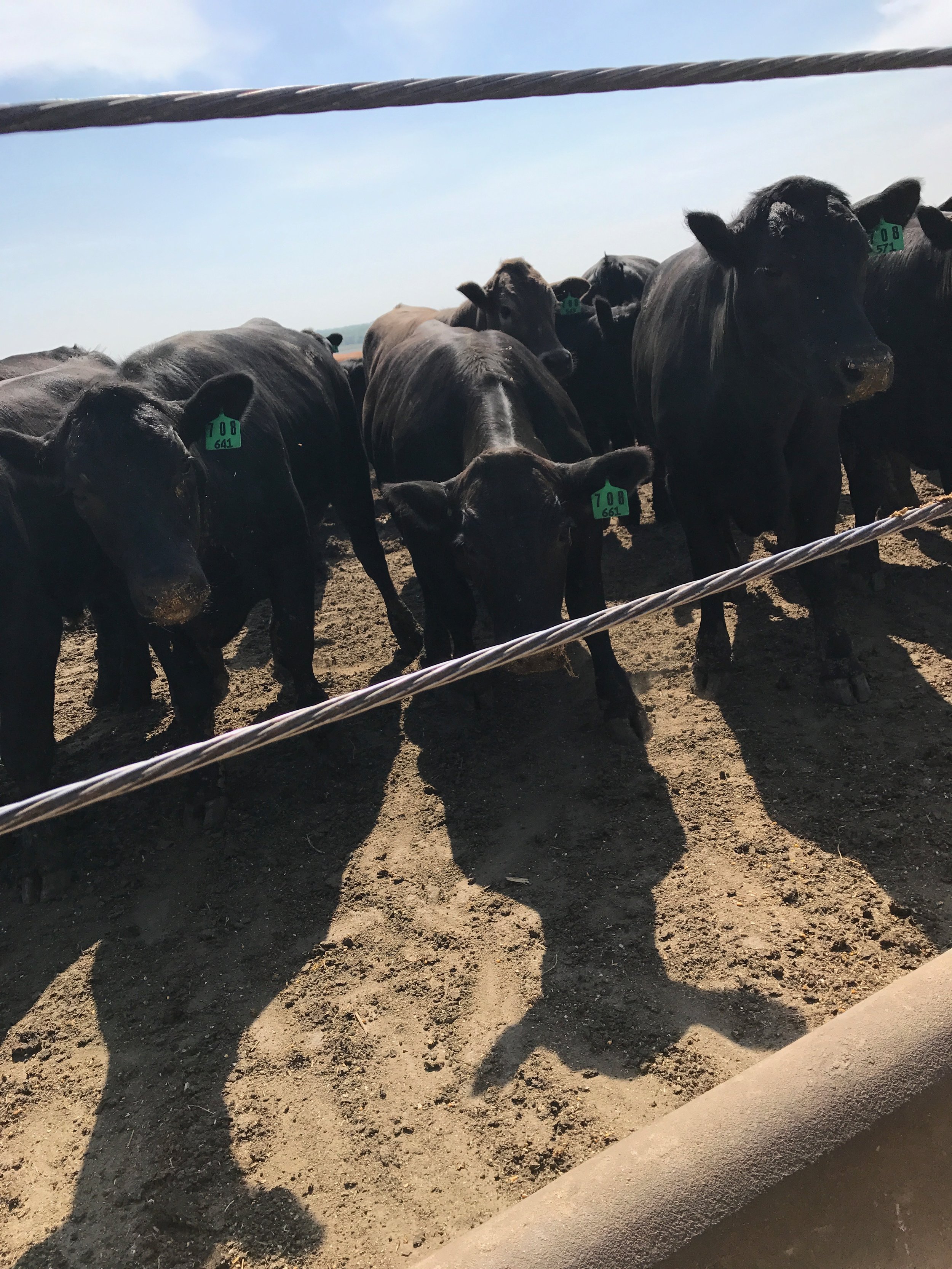 Lunchtime at Knobbe Feedyard, West Point, Nebraska.