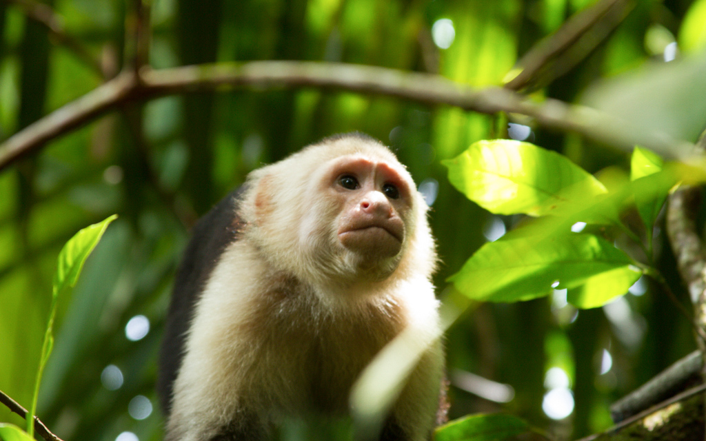 Christian-Schaffer-Costa-Rica-Jungle-Monkey.jpg