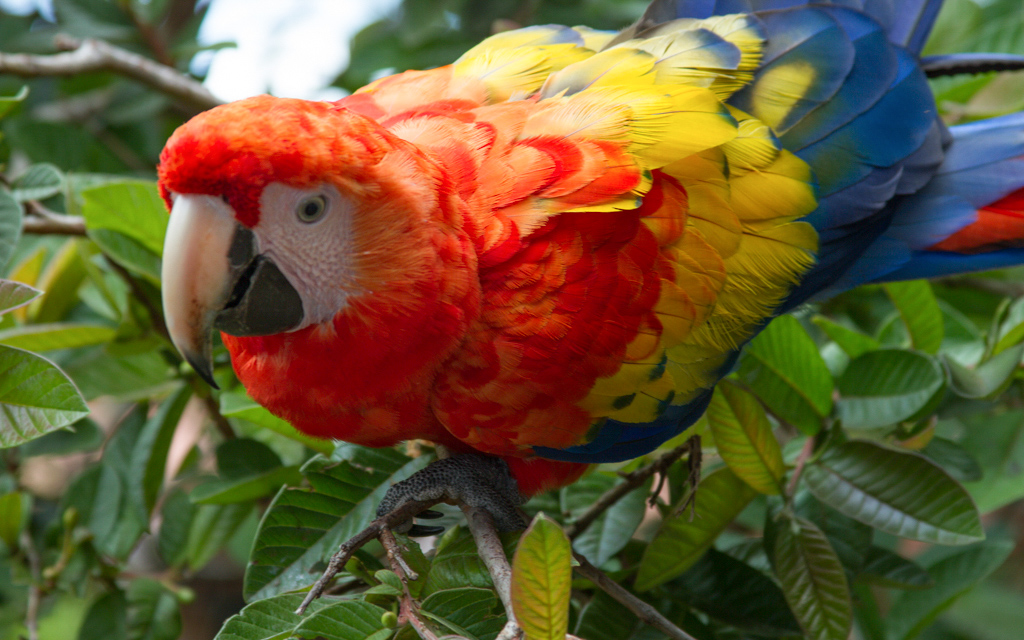 Christian-Schaffer-Costa-Rica-Jungle-Macaw.jpg