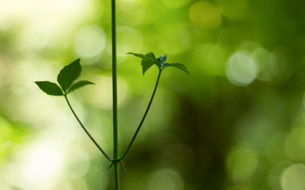 Backpacking Monteverde, Costa Rica