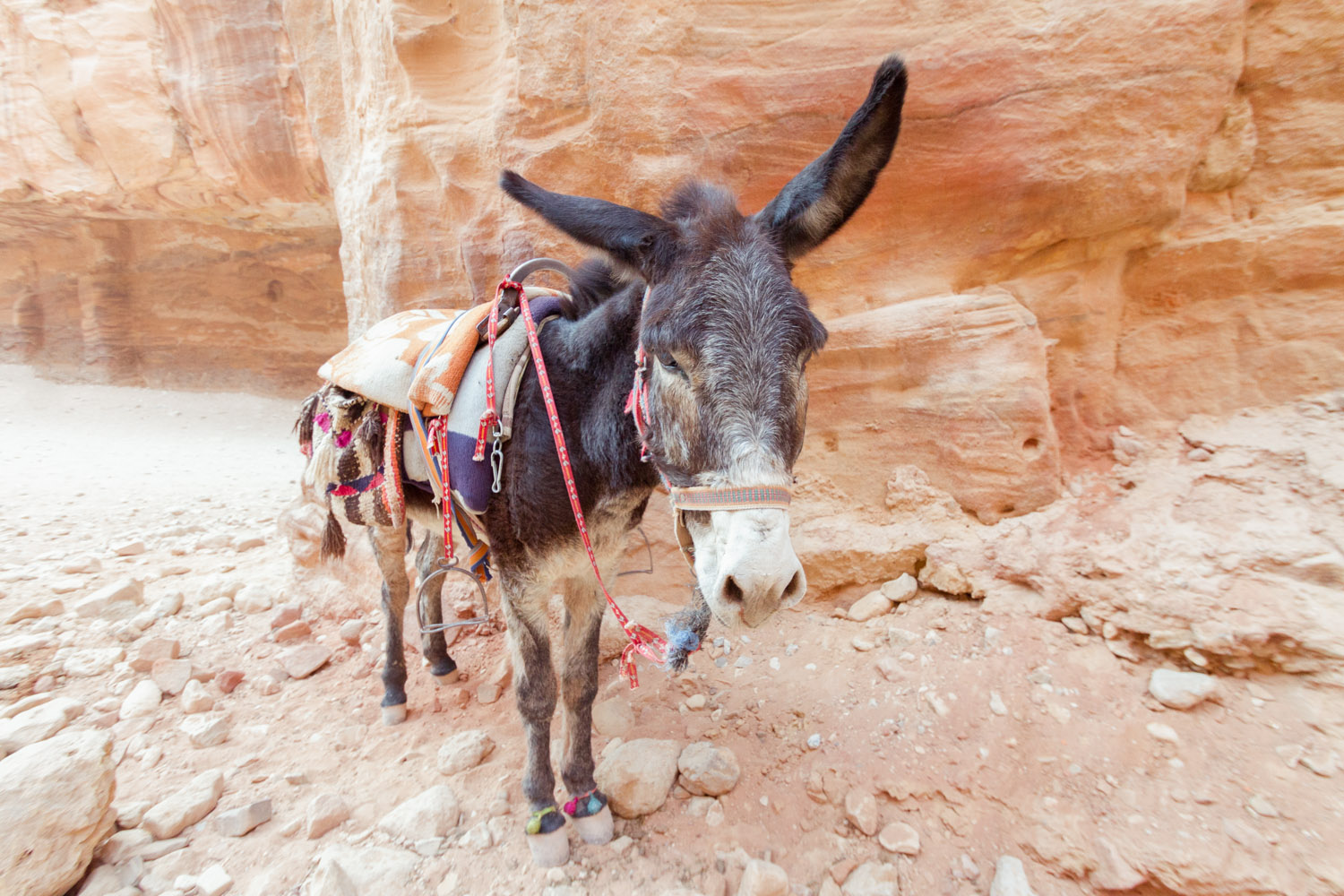 Christian-Schaffer-Jordan-Petra-Donkey.jpg