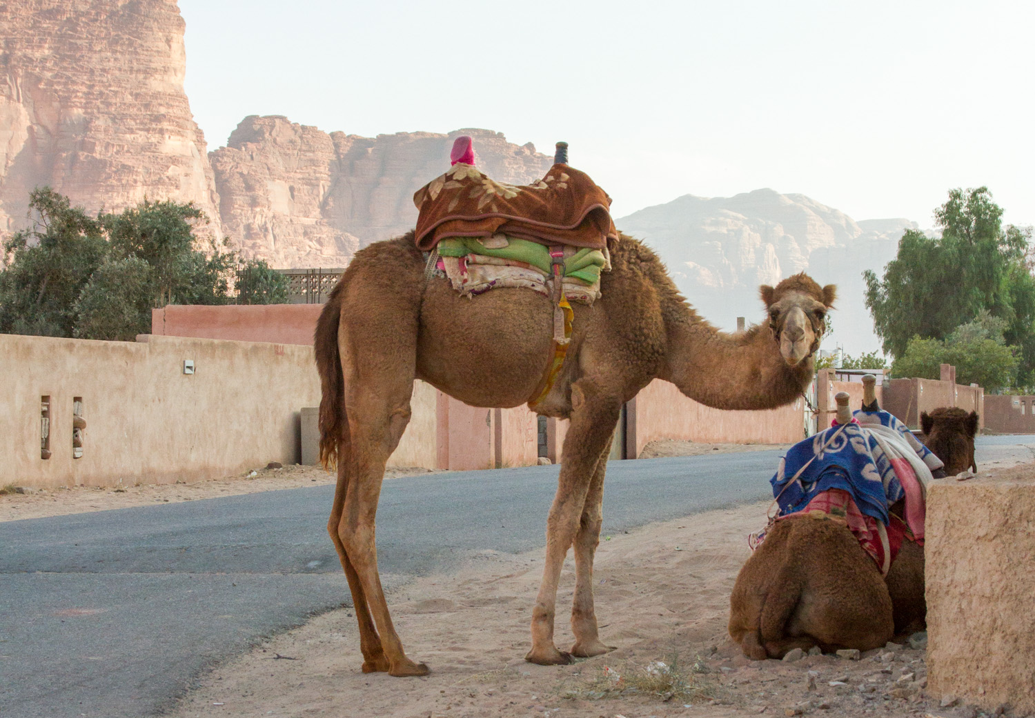 Christian-Schaffer-Jordan-Wadi-Rum-Desert-Camel-003.jpg