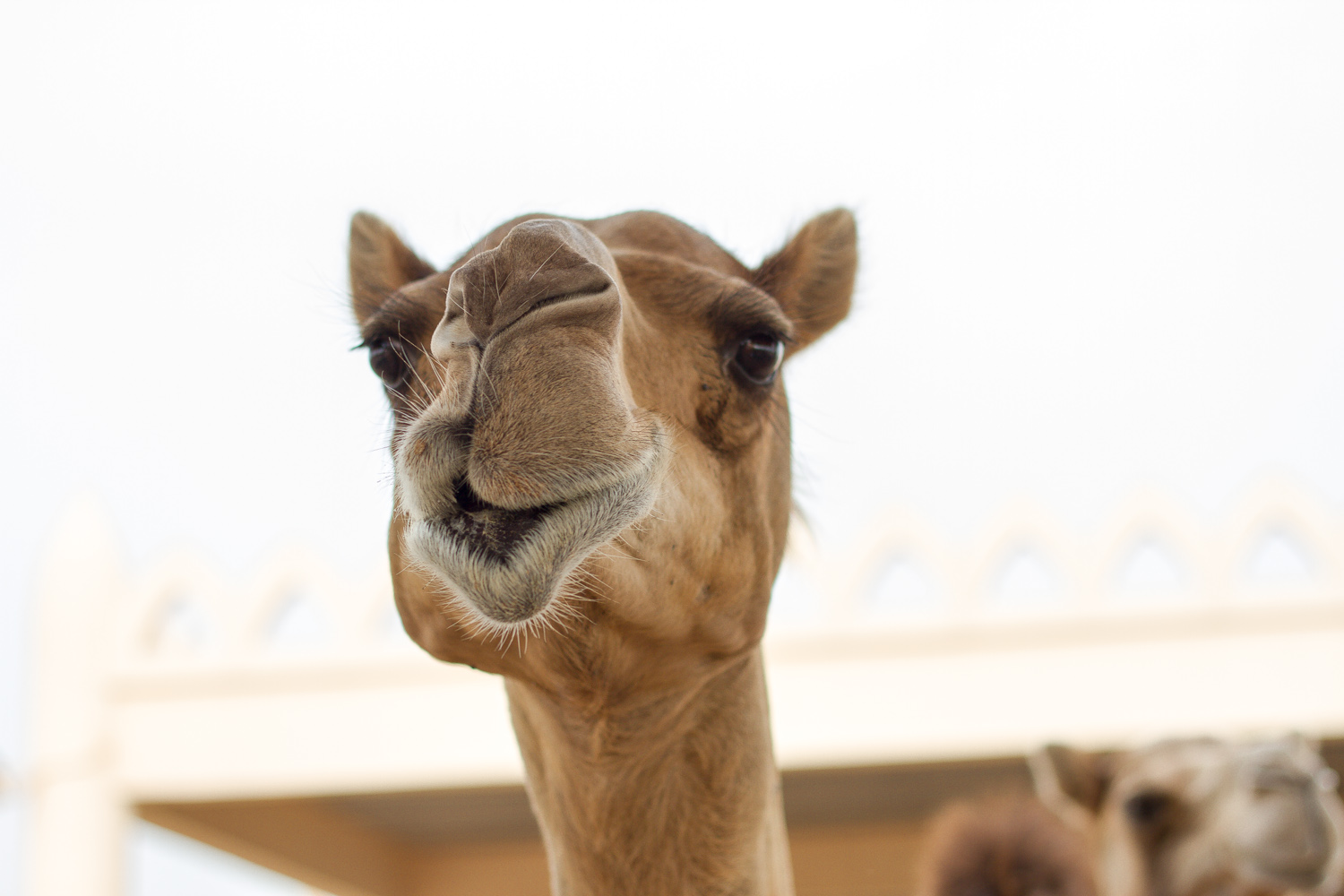 Christian-Schaffer-Bahrain-Desert-Camel.jpg